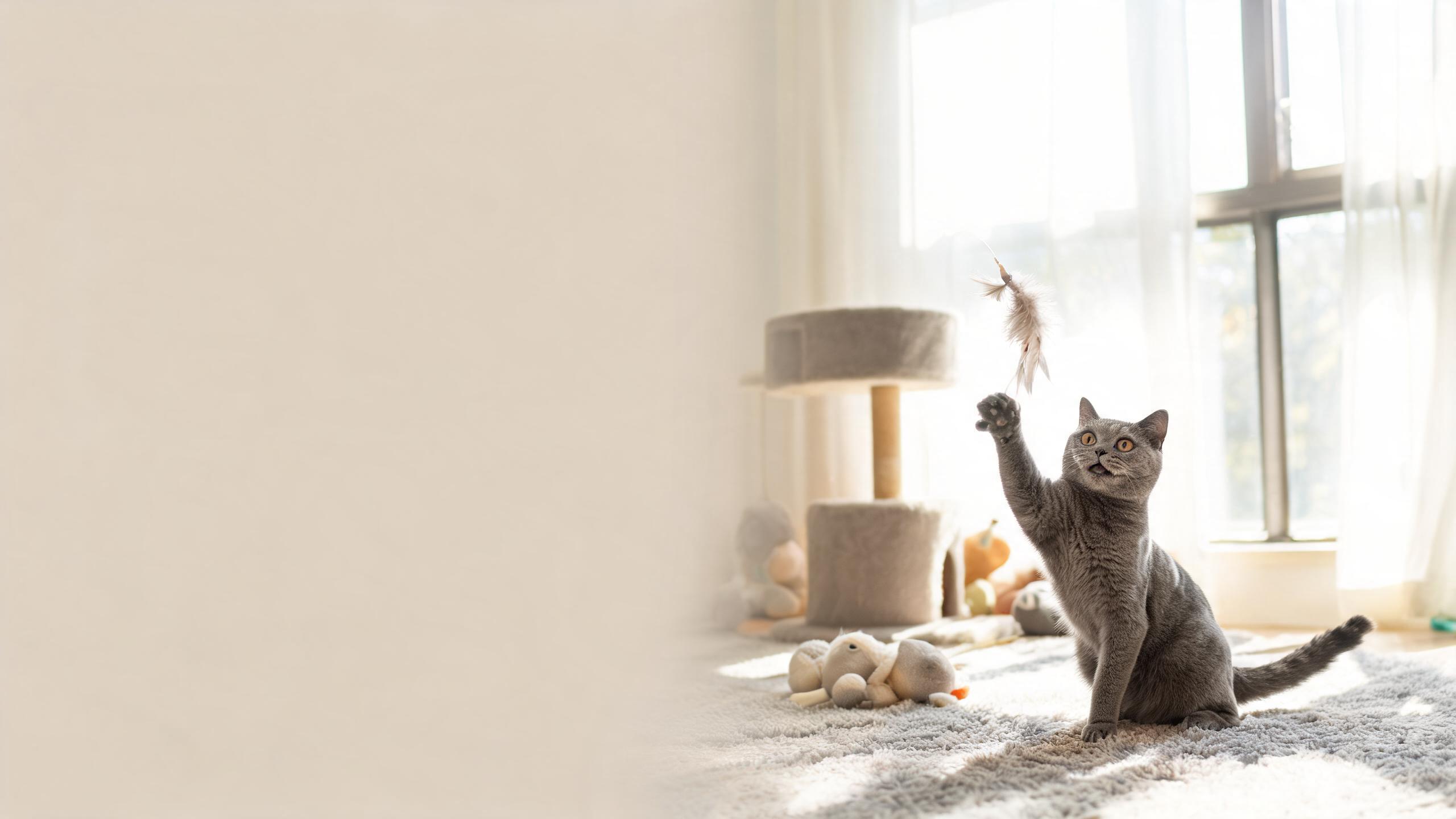 Practical Tips for Creating a Safe Play Space for Your Cat