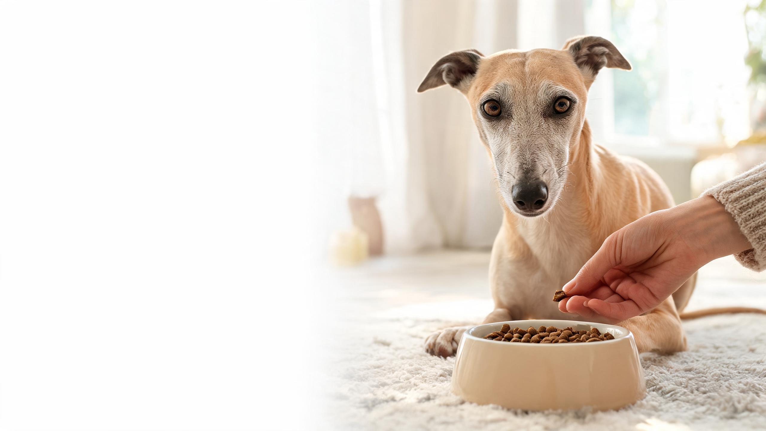 Practical Tips for Feeding Your Ageing Dog