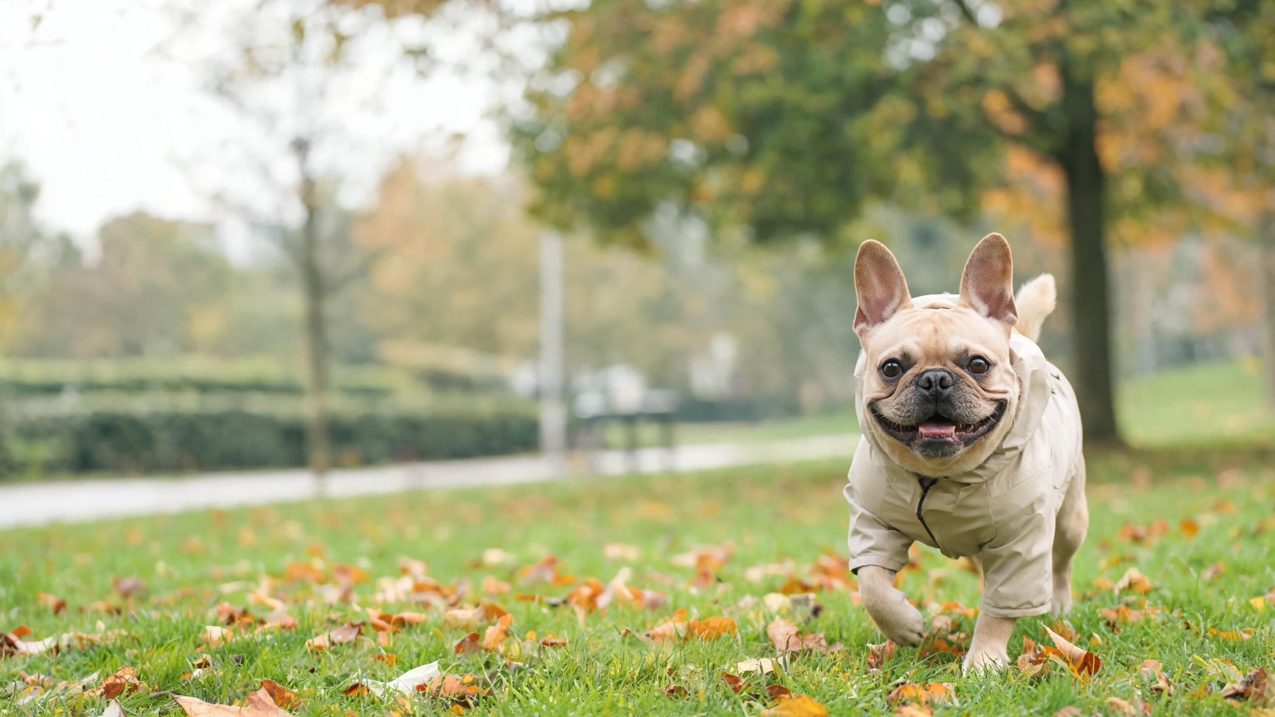Practical Tips for Helping Your Dog Adjust to Seasonal Changes in the UK