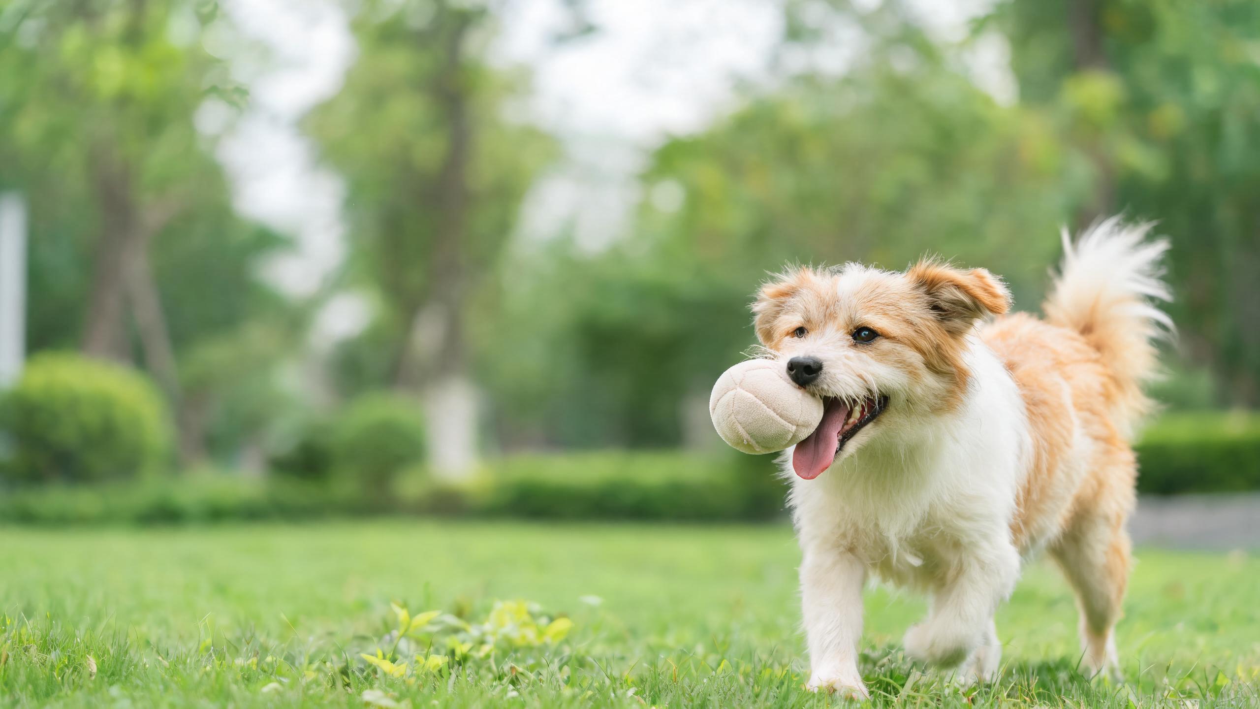 Practical Tips for Helping Your Dog Enjoy Gentle Fetch Games Indoors