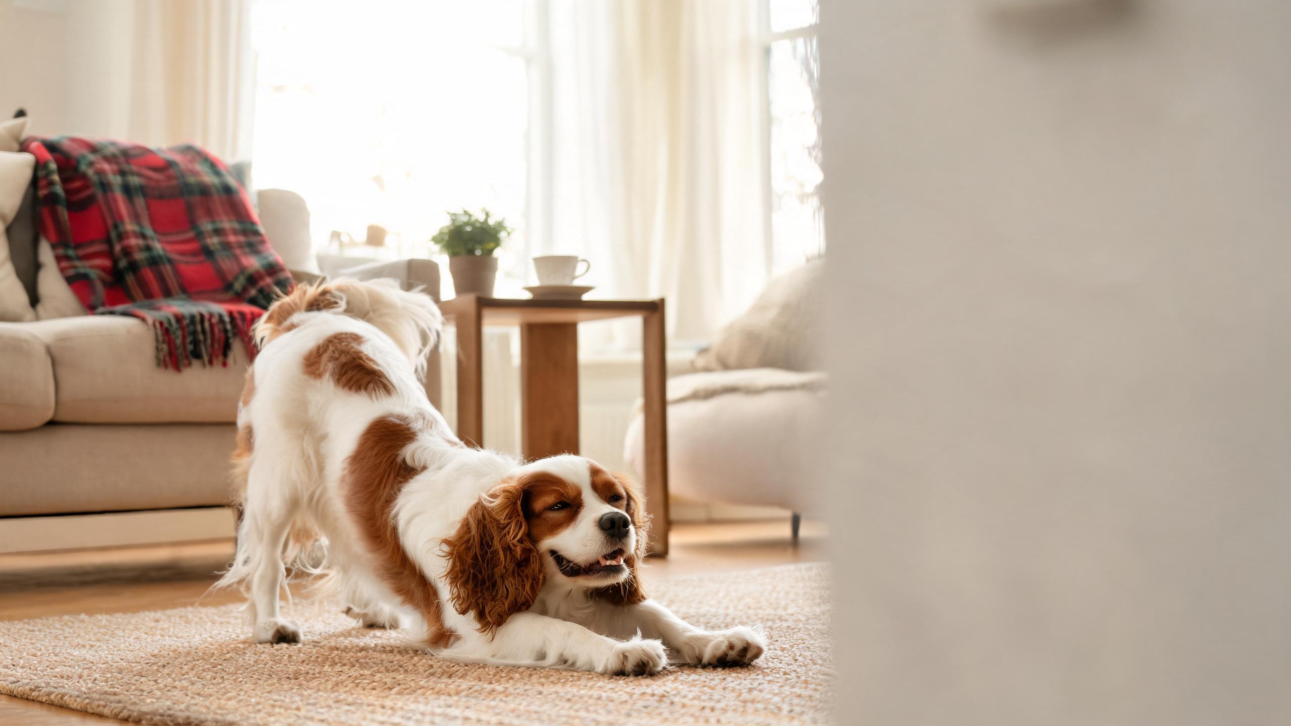 Practical Tips for Helping Your Dog Enjoy Gentle Stretching Activities in UK Homes