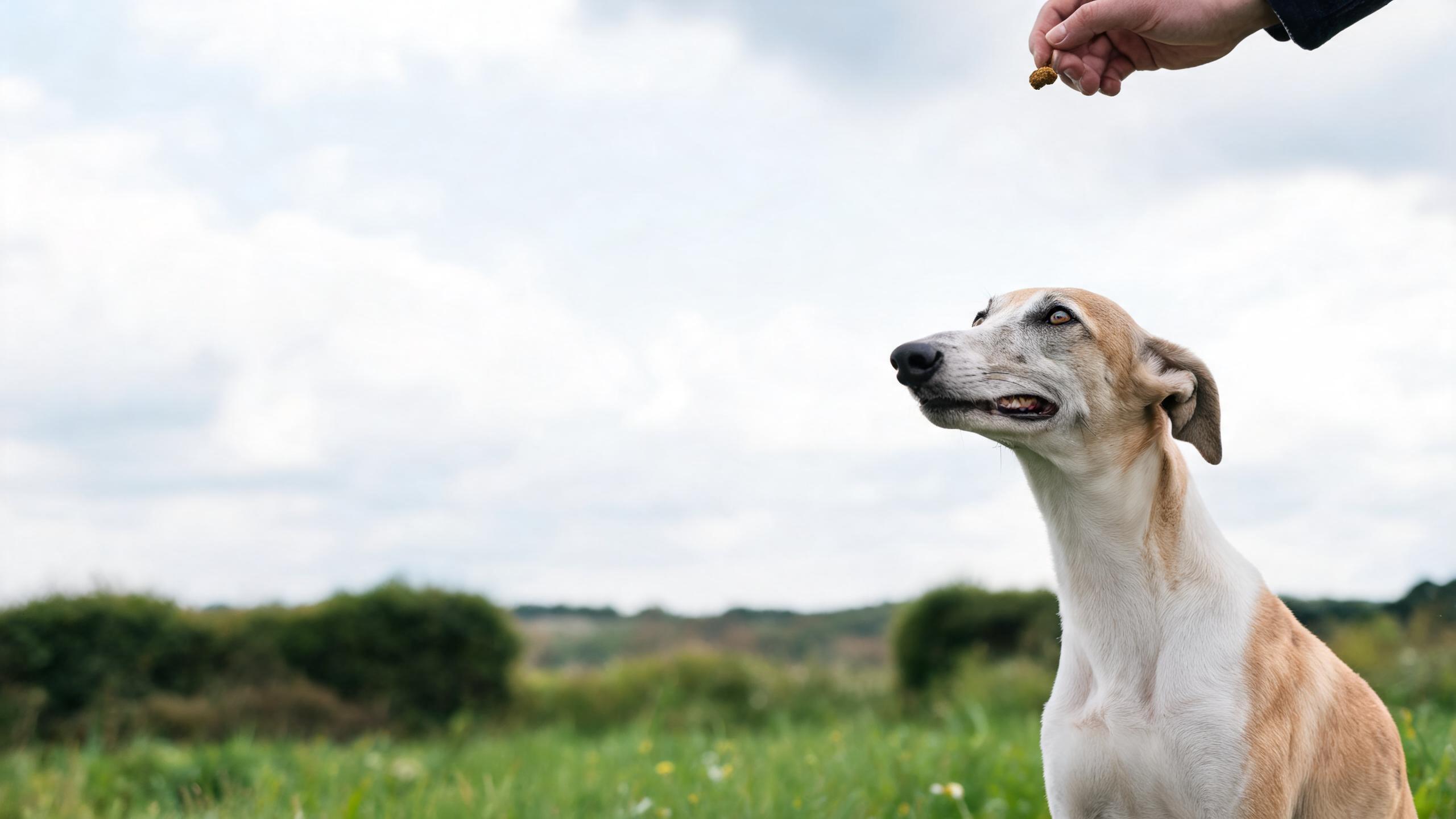 Practical Tips for Helping Your Dog Enjoy Gentle Training Sessions in Different UK Weathers