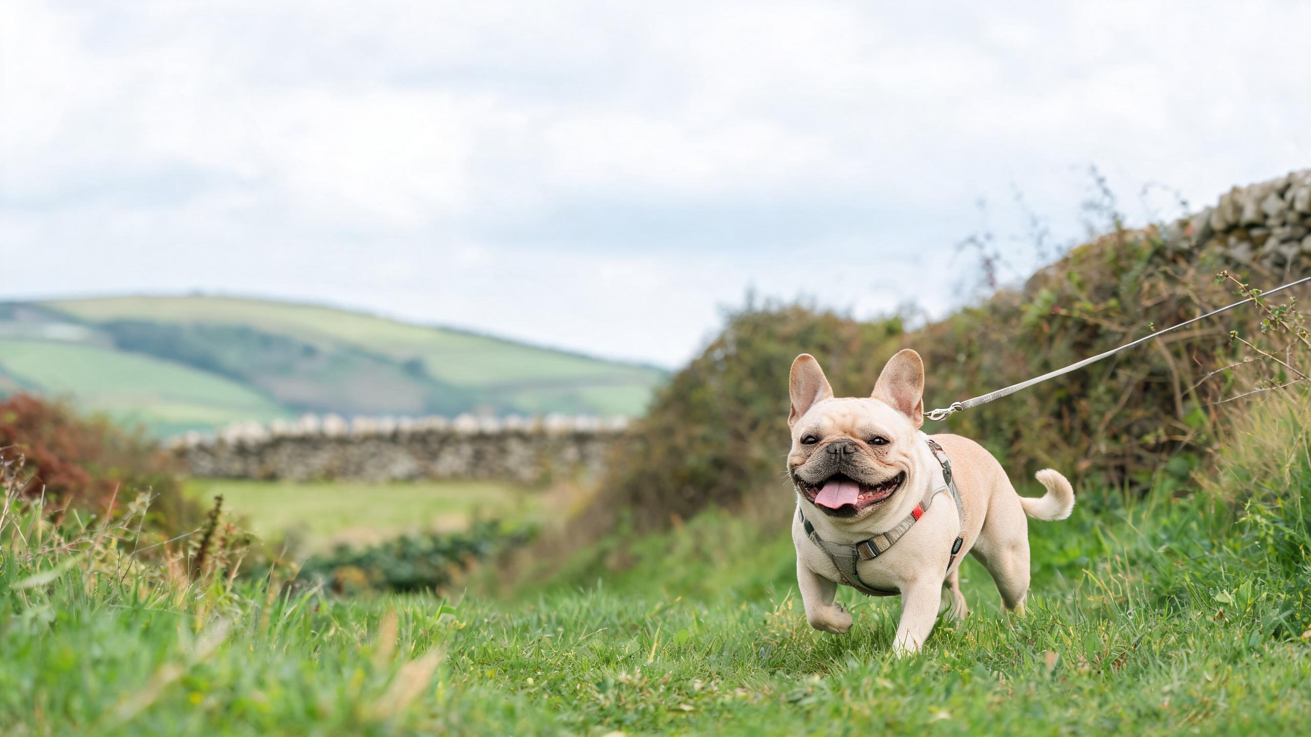 Practical Tips for Helping Your Dog Enjoy Gentle Walks in UK Countryside