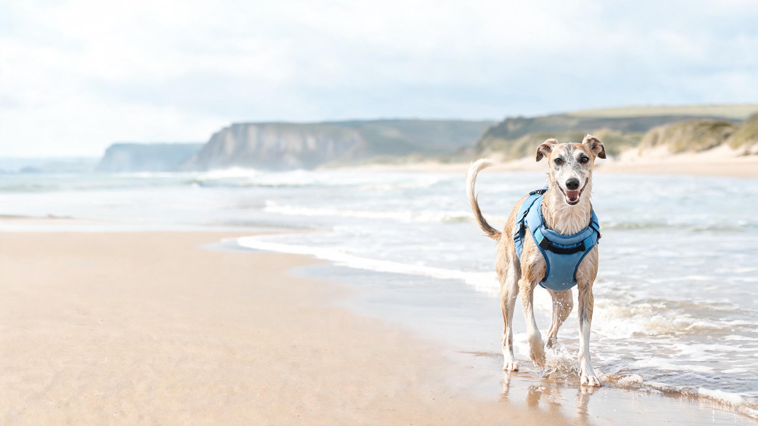 Practical tips for helping your dog enjoy UK beach days safely