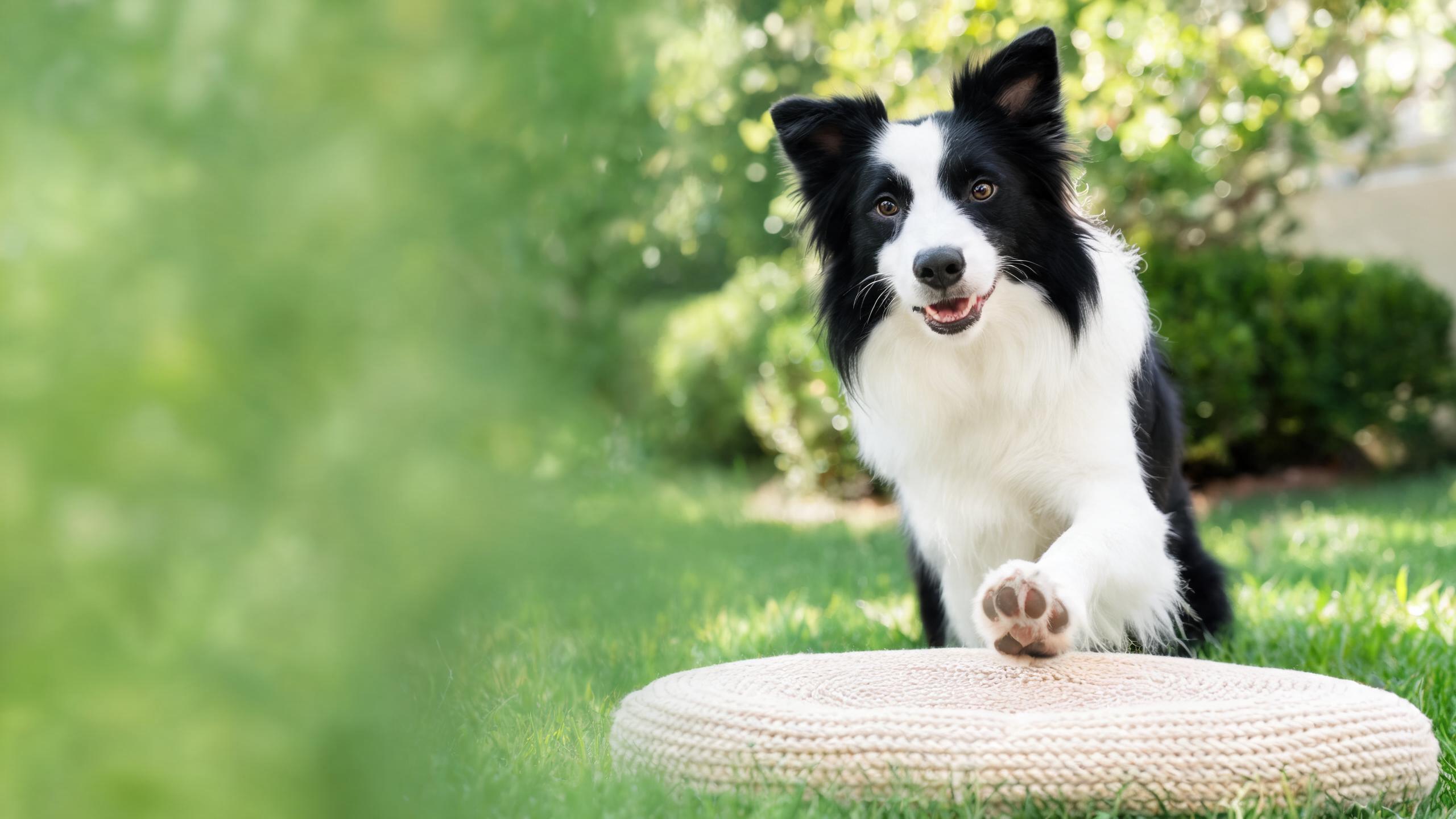 Practical Ways to Support Your Dog's Paw Comfort Year Round