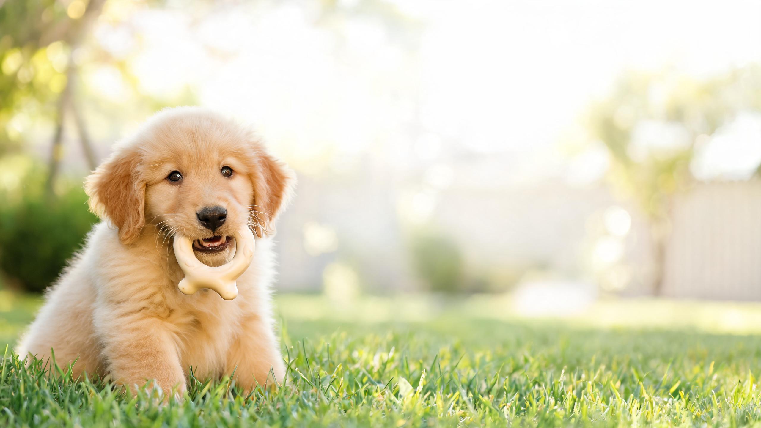 Puppy Care 6-9 Months