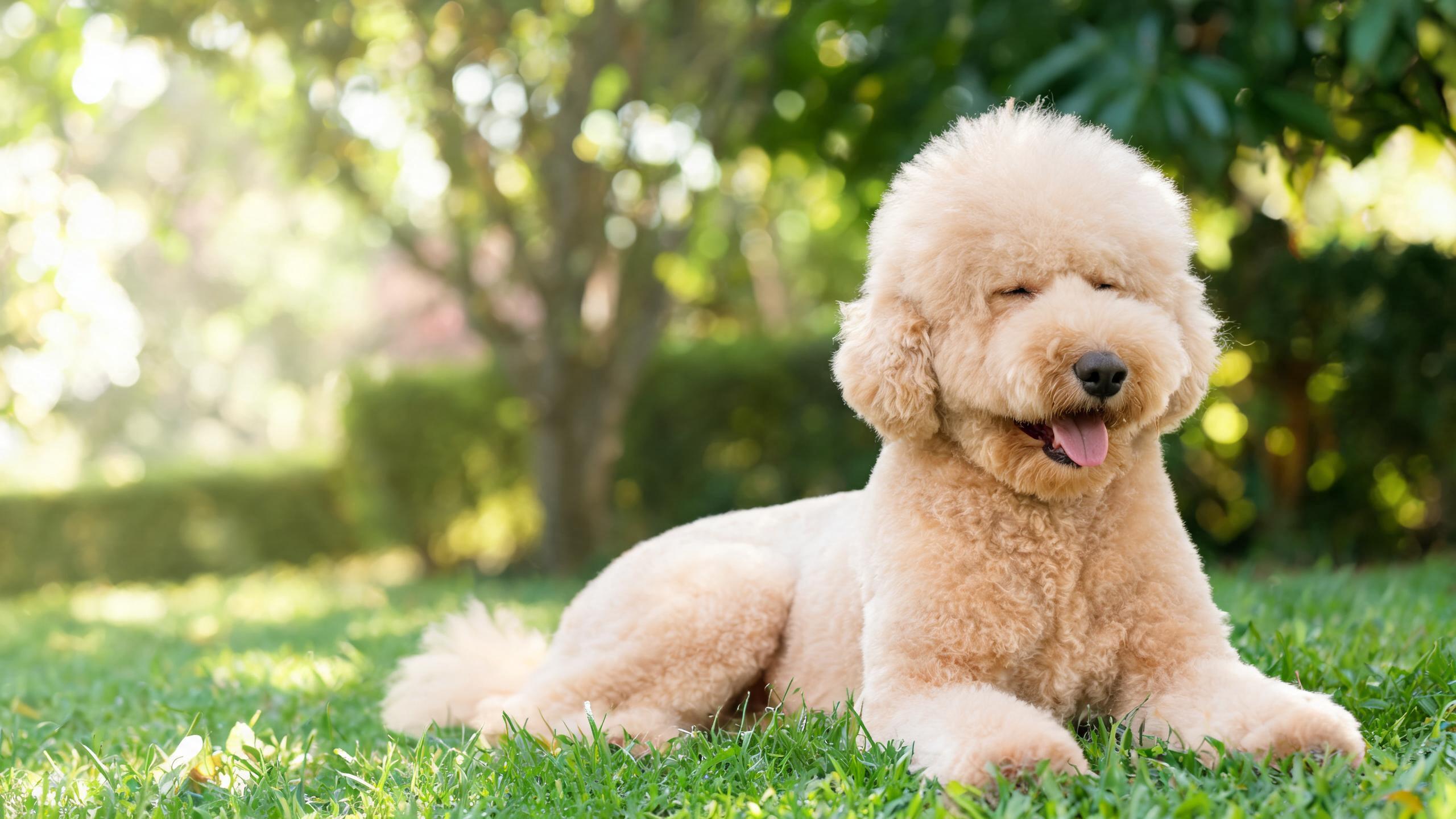 Recognising Signs of a Relaxed Dog After Exercise