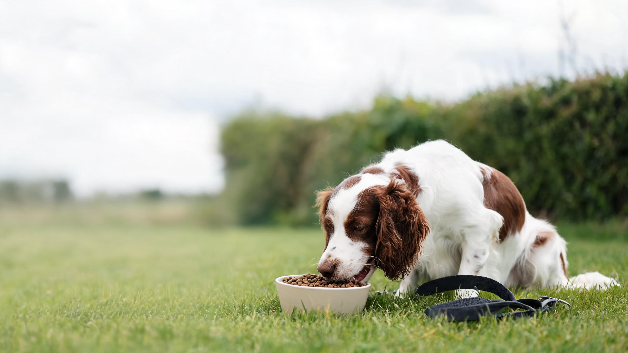 Recognising Signs of Balanced Appetite in Your Dog After UK Walks