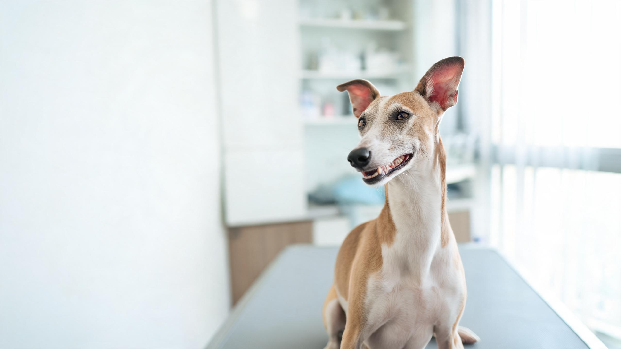 Recognising signs of balanced ear comfort in your dog