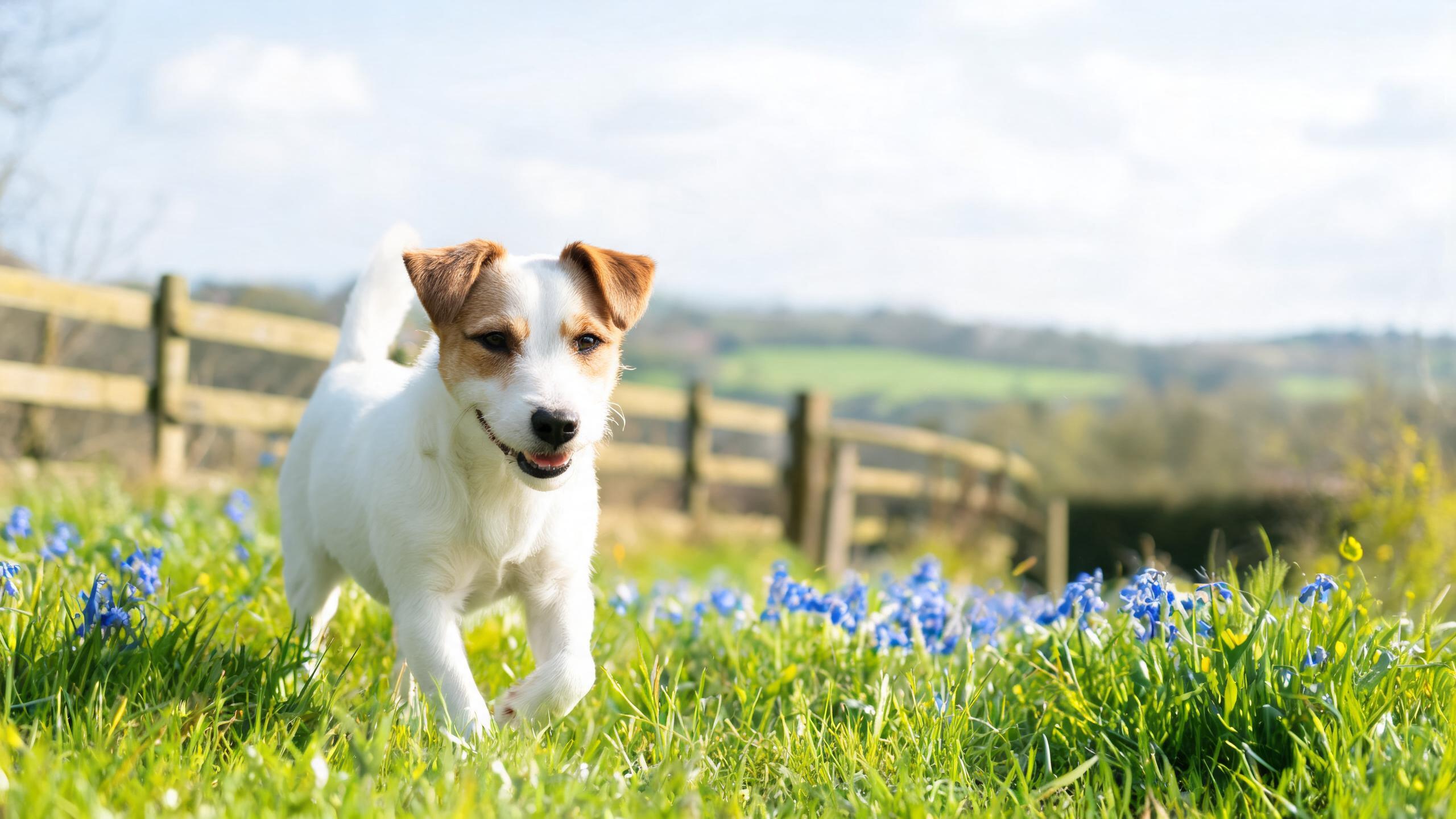 Recognising Signs of Balanced Energy in Your Dog During UK Spring Walks