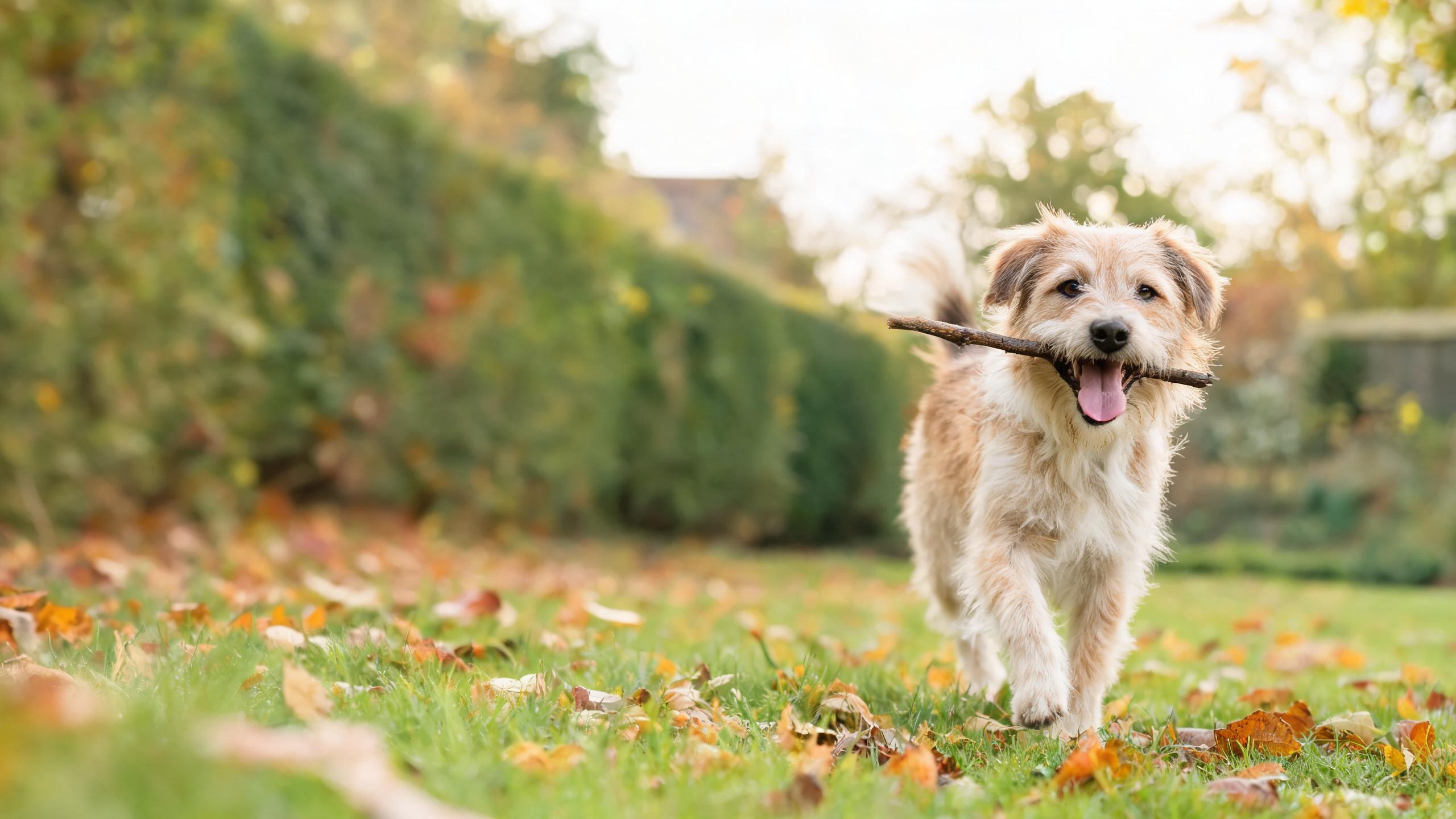 Recognising Signs of Balanced Energy Levels in Your Dog During UK Seasons