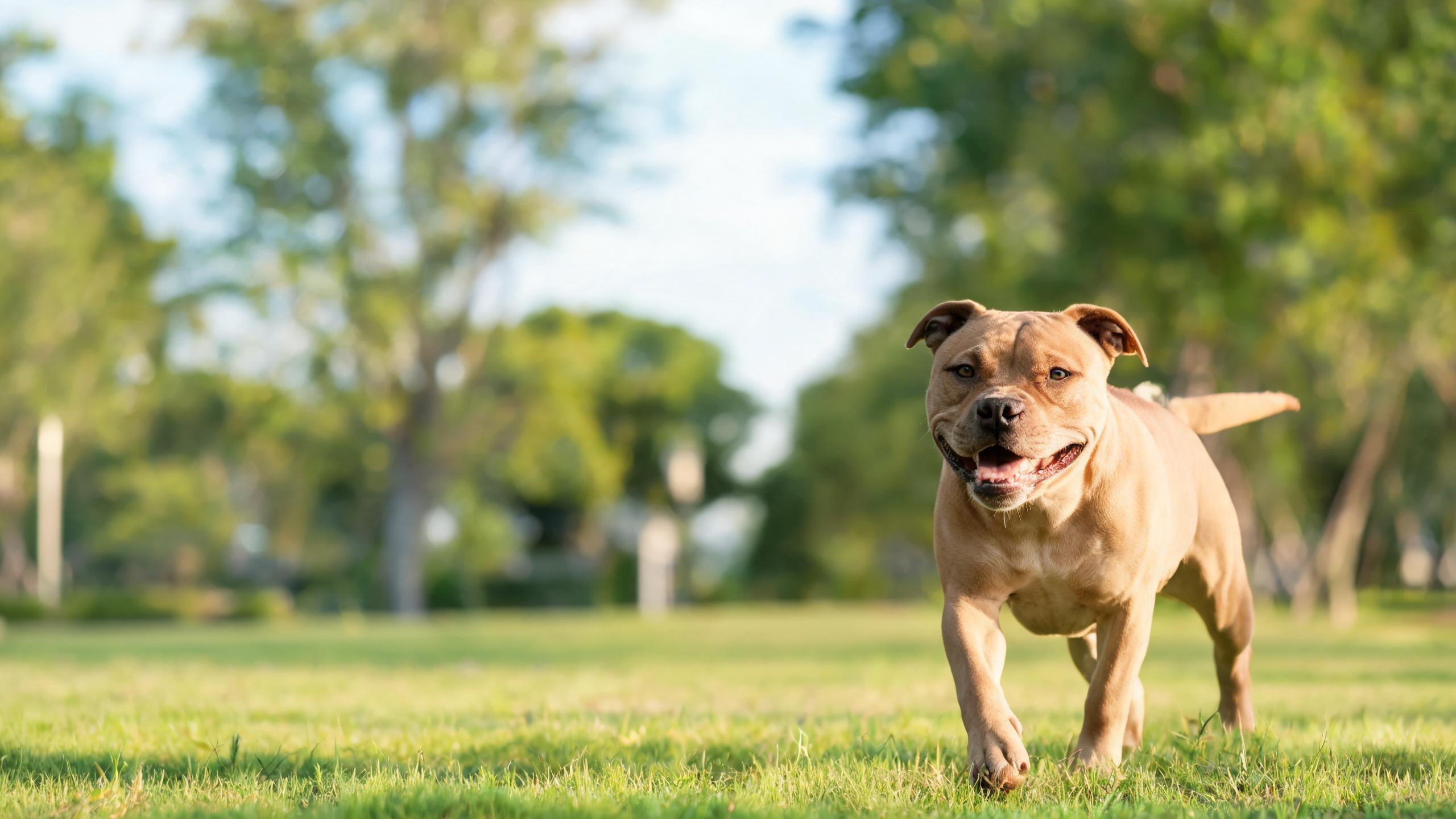 Recognising Signs of Balanced Energy Levels in Your Dog