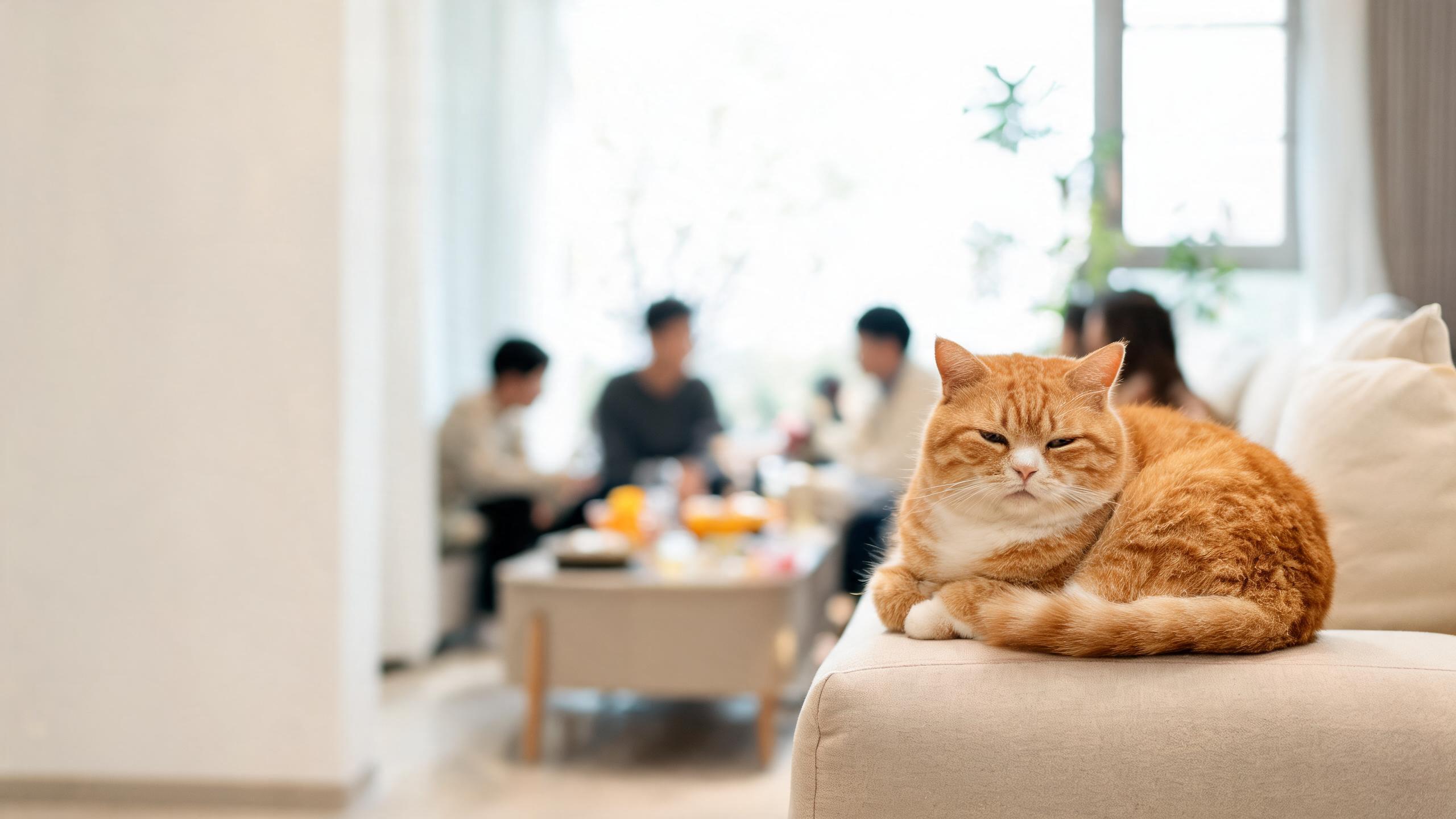Recognising Signs of Balanced Mood in Your Cat During Family Gatherings