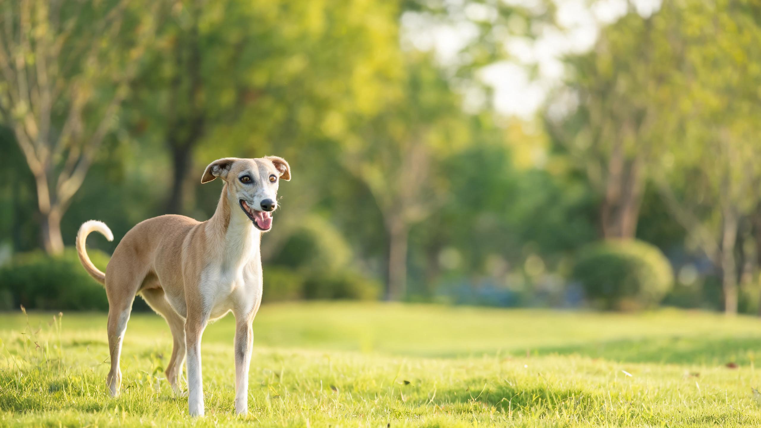 Recognising Signs of Balanced Mood in Your Dog After Daily Activities