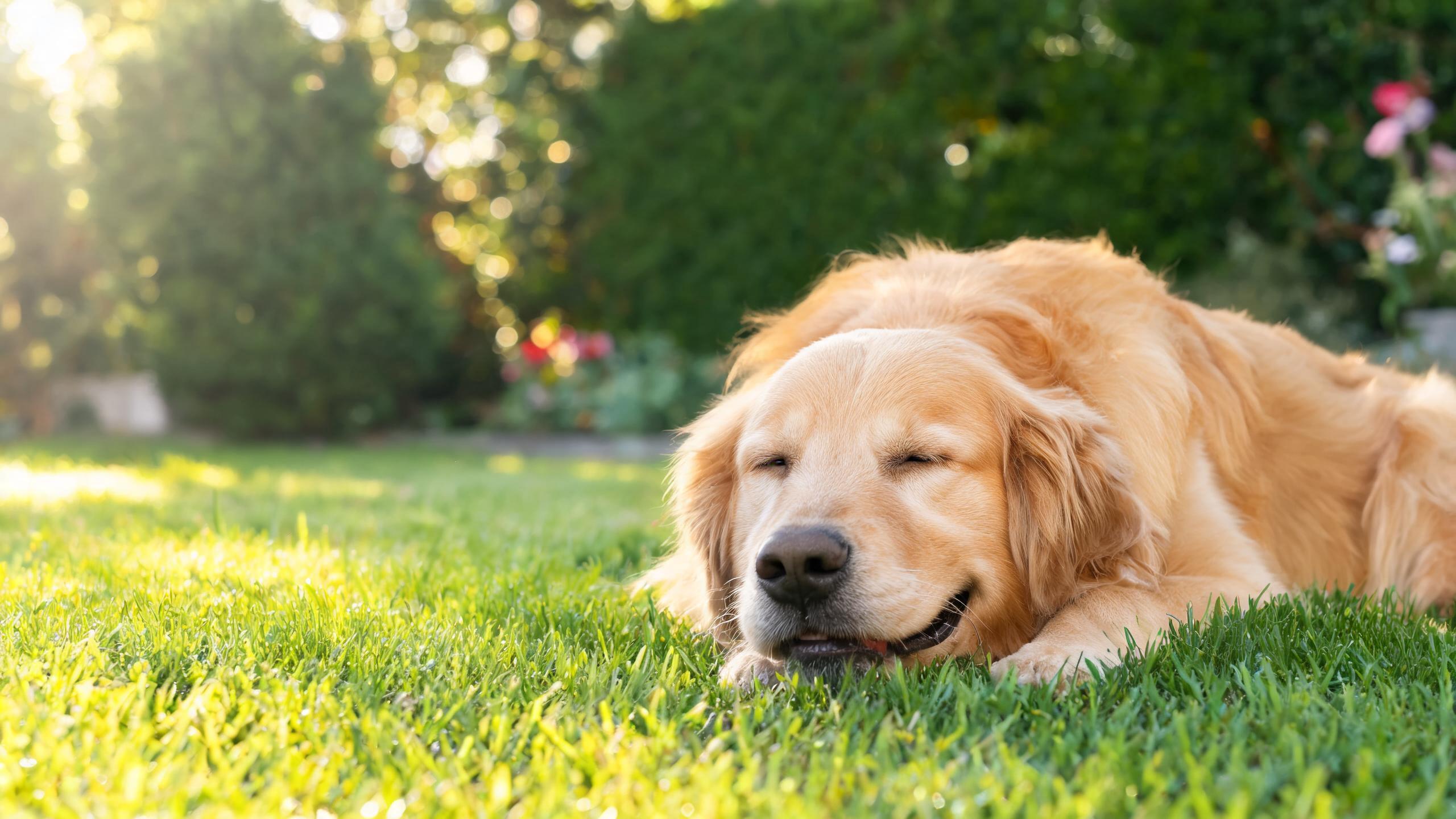 Recognising Signs of Balanced Mood in Your Dog During Quiet Times