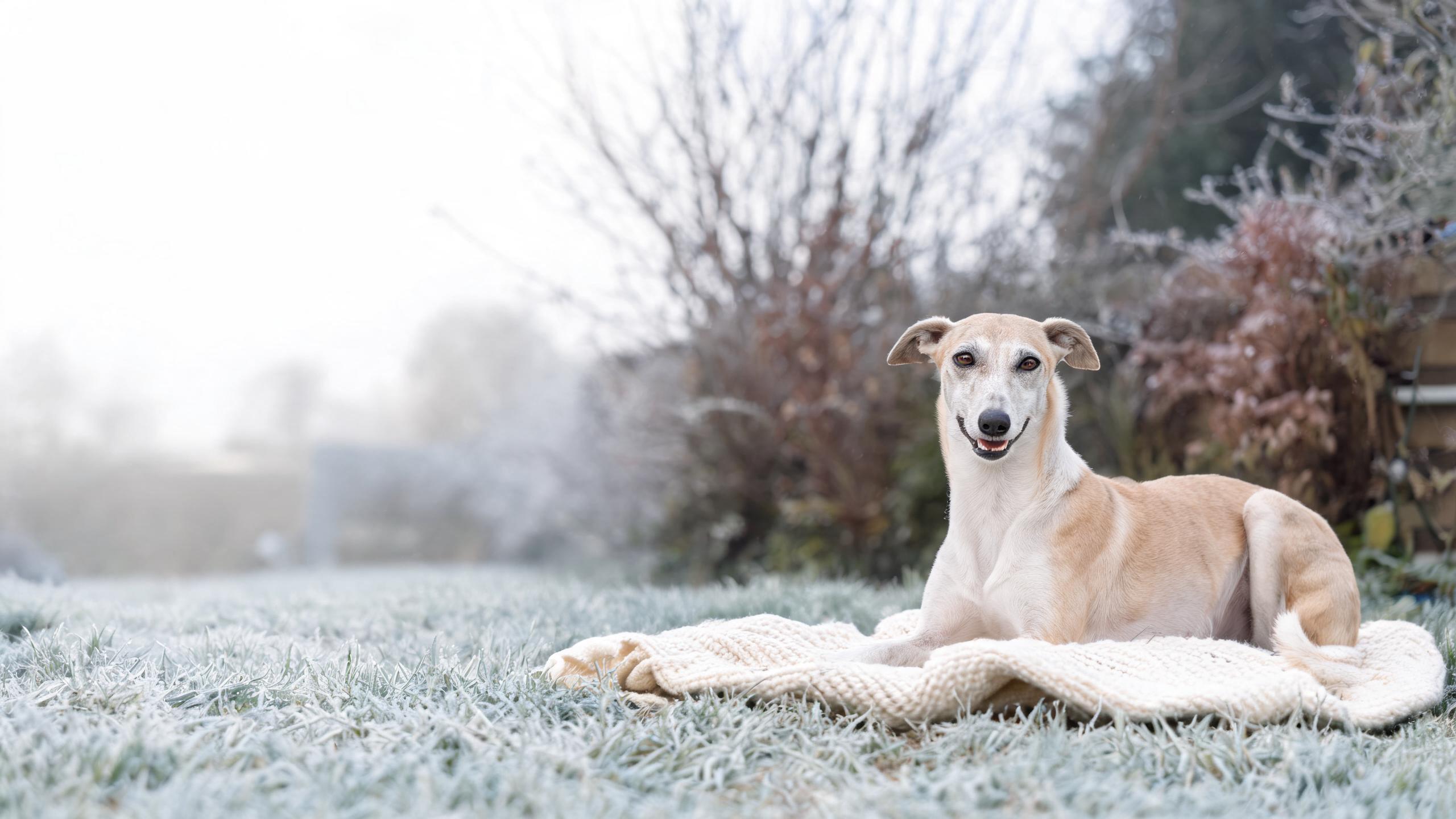 Recognising Signs of Balanced Mood in Your Dog During UK Winters