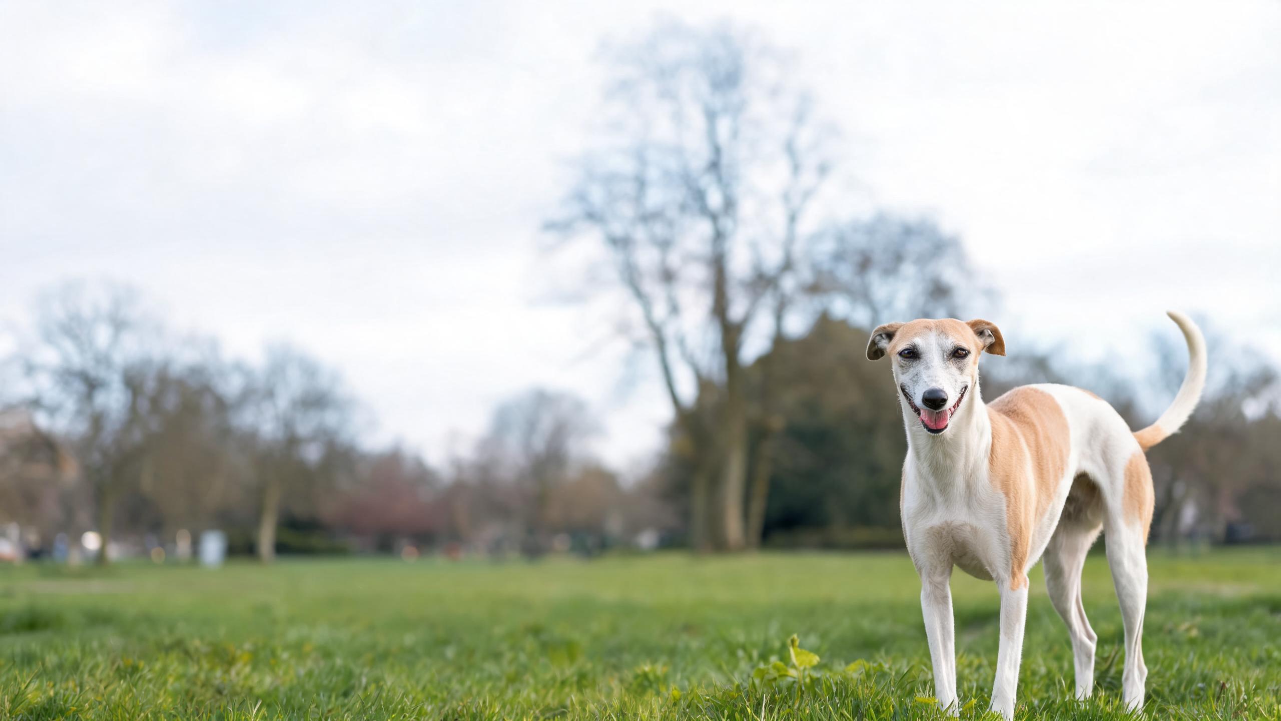 Recognising Signs of Balanced Mood in Your Dog During UK Winters