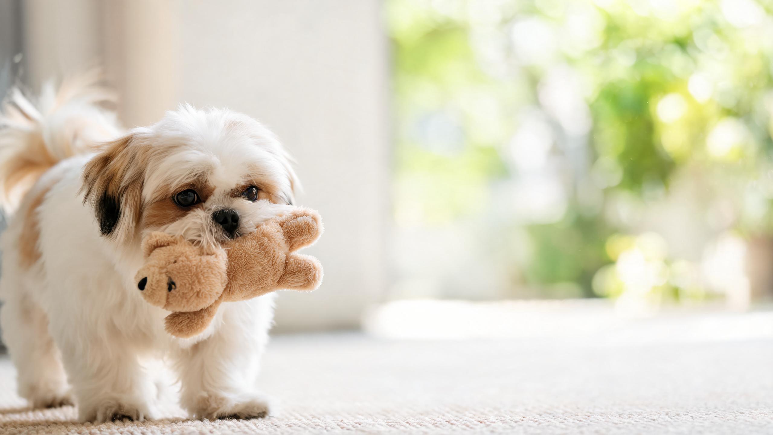 Recognising Signs of Balanced Playfulness in Your Dog