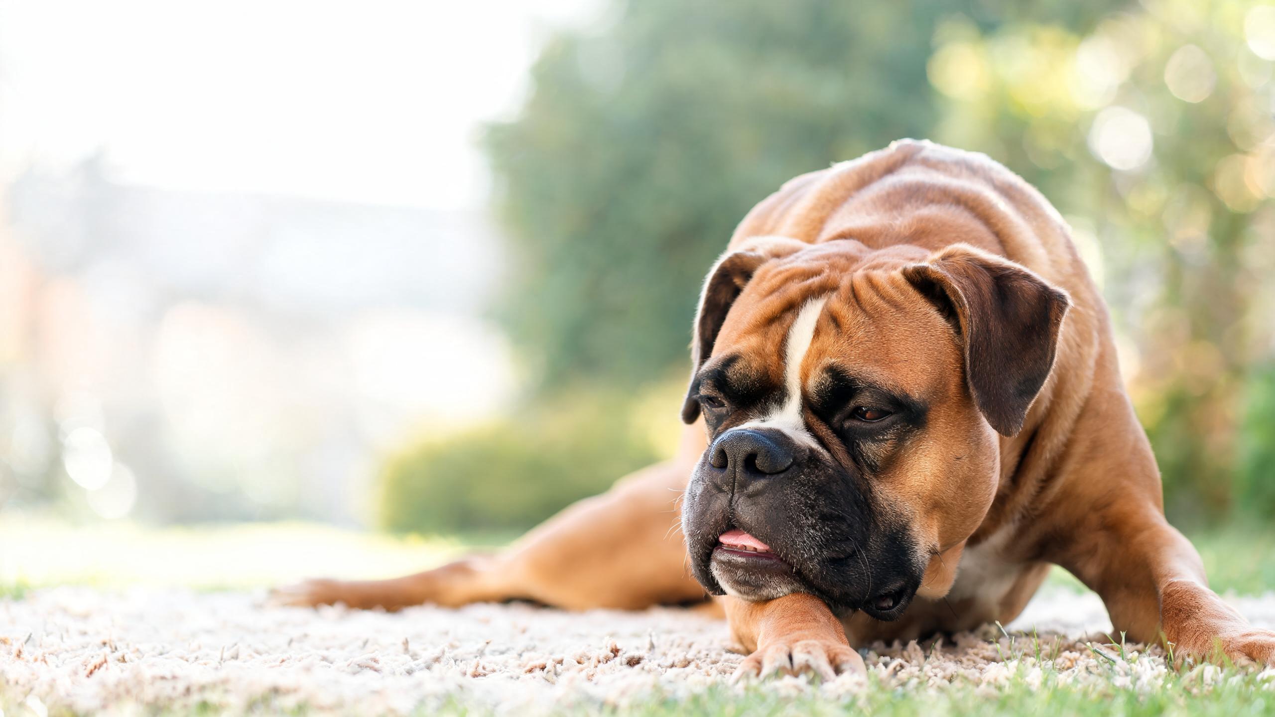 Recognising signs of comfortable breathing patterns in your dog
