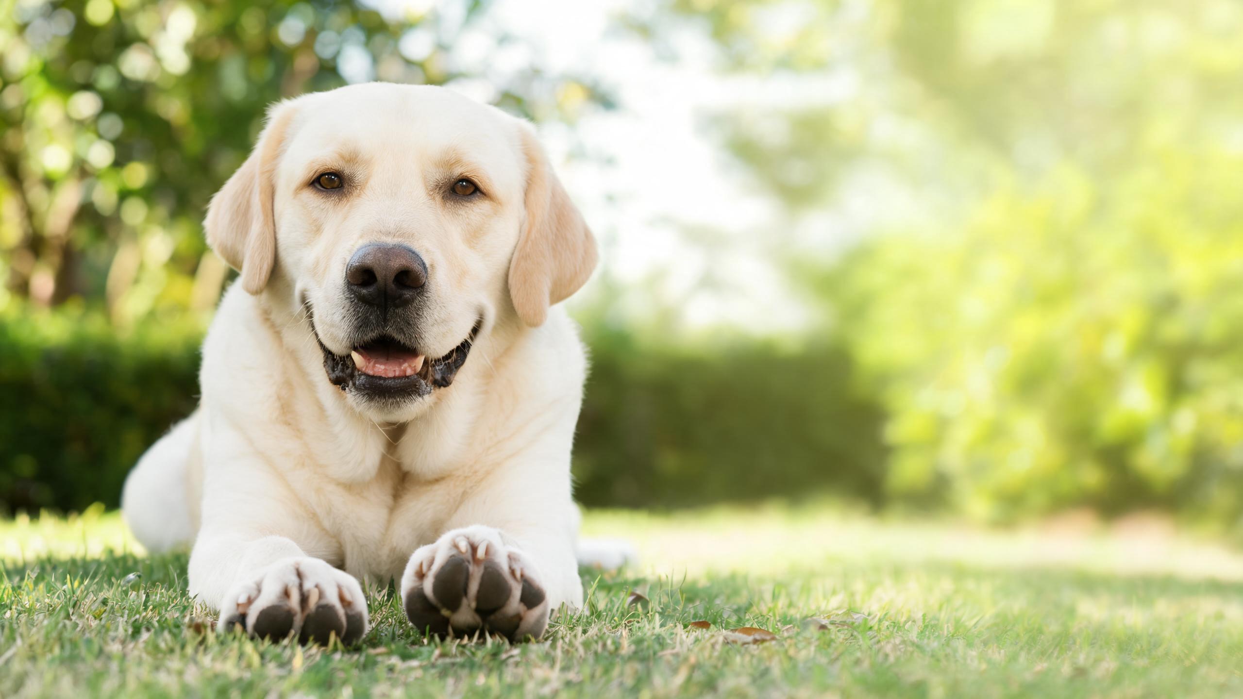 Recognising Signs of Comfortable Paw Health in Your Dog