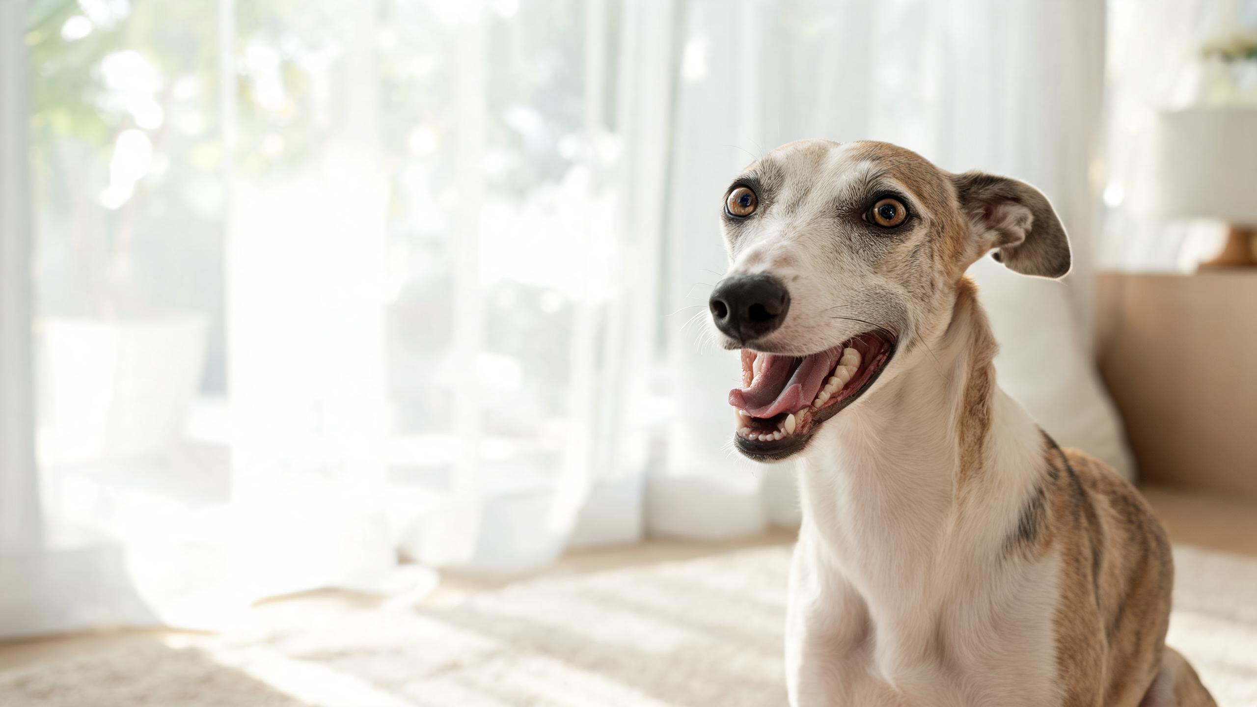 Recognising Signs of Good Oral Health in Your Dog