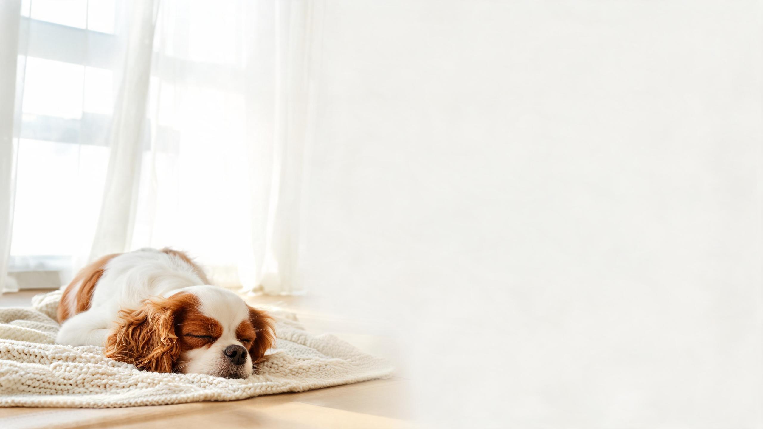Recognising Your Dog's Individual Sleep Needs