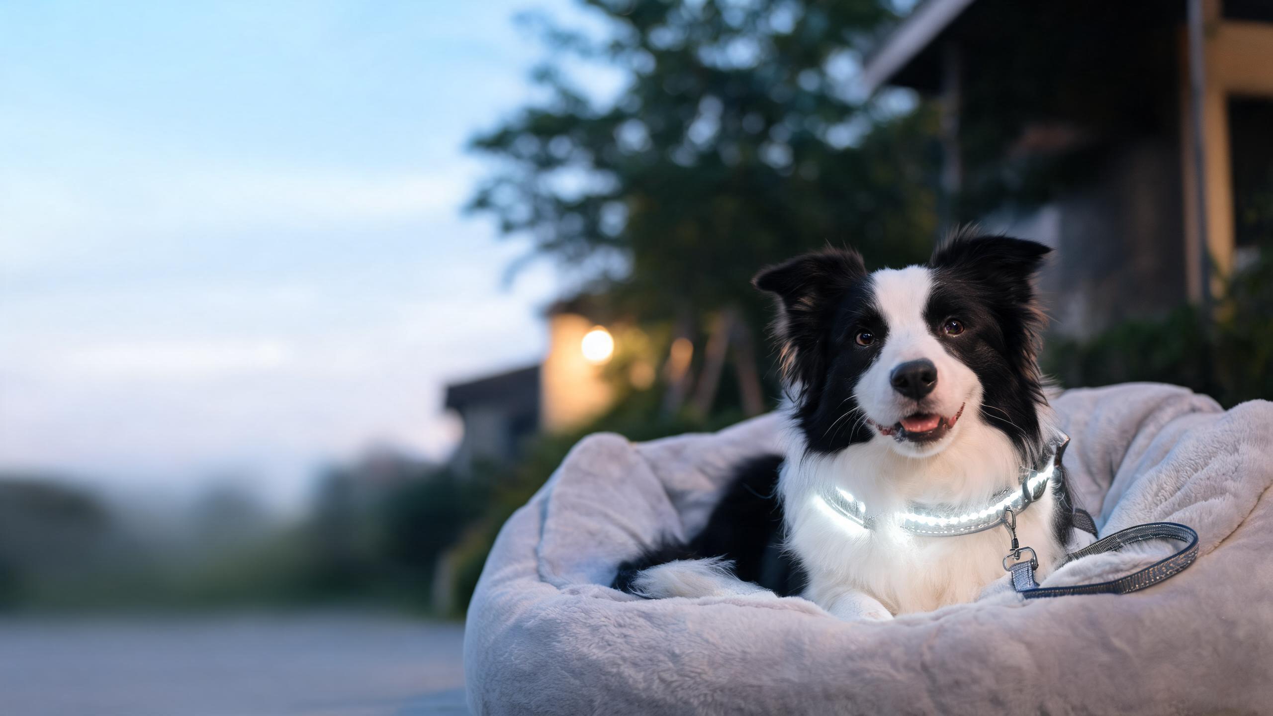 Safe Night Walks with Your Dog