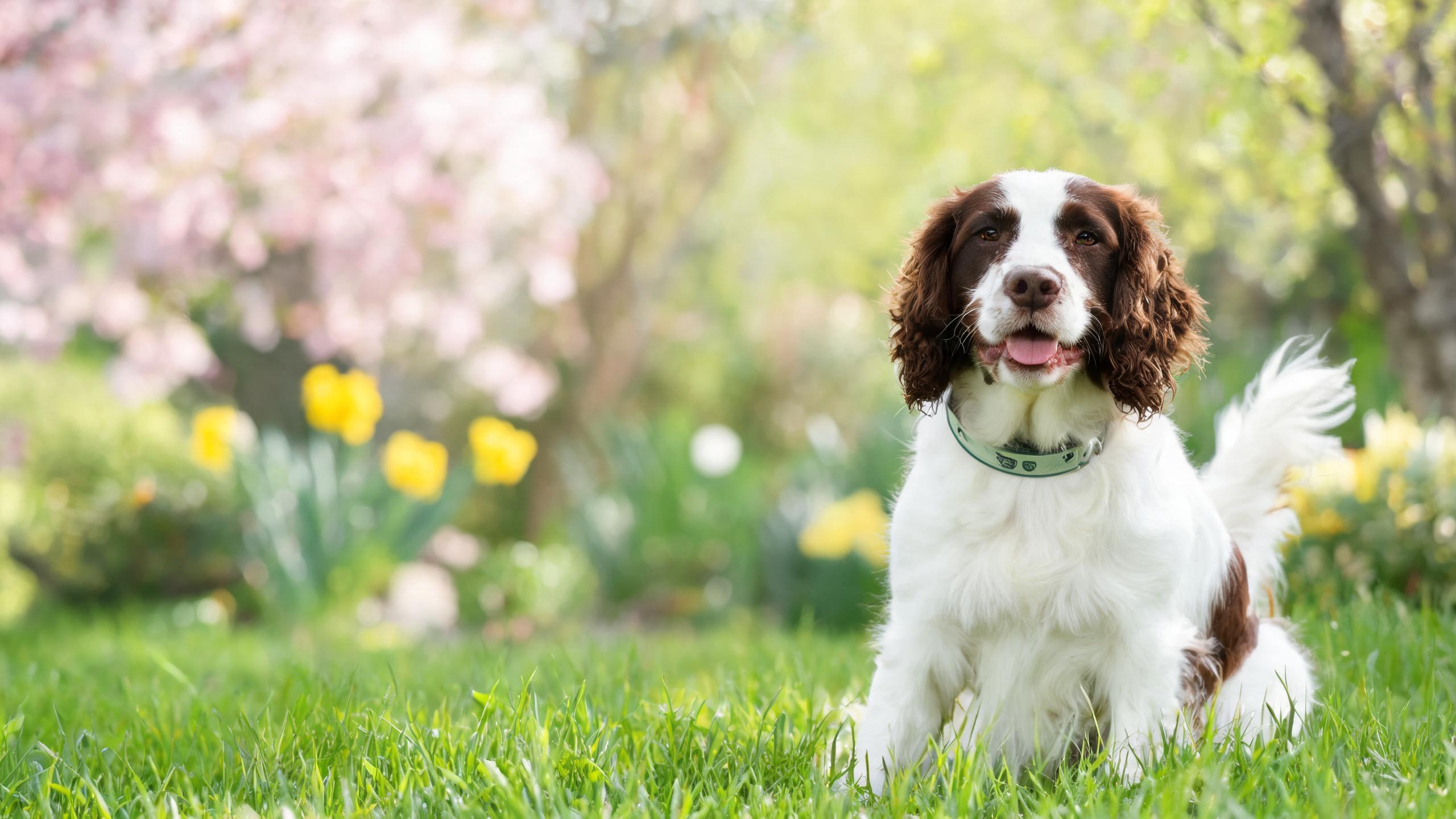 Safe Parasite Prevention for Pets This Spring