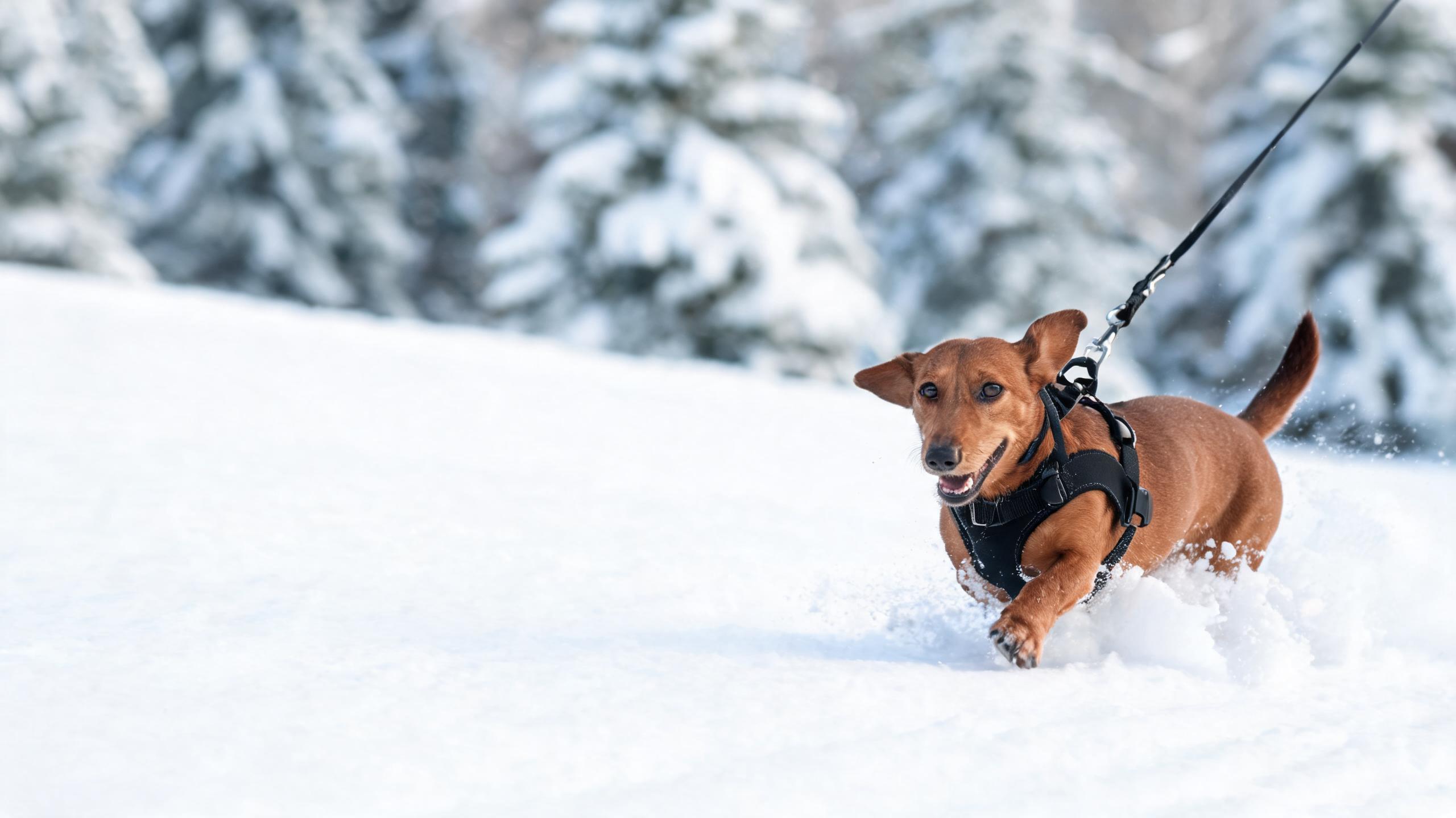 Skijoring with Dogs: Ultimate Winter Workout
