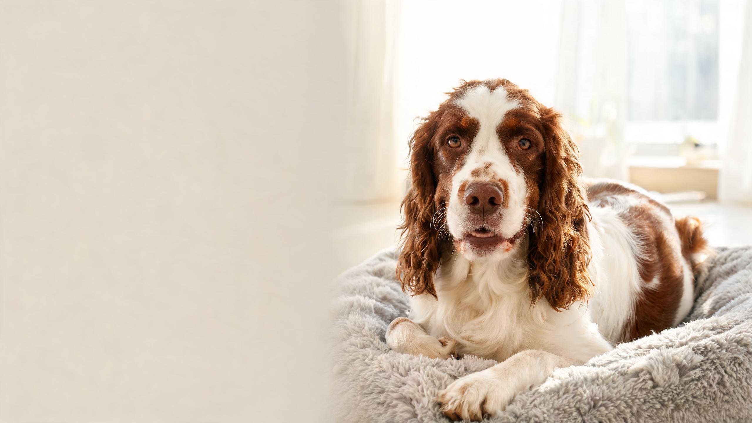Skin and Coat Supplements for Dogs: Stop the Itch, Boost the Shine
