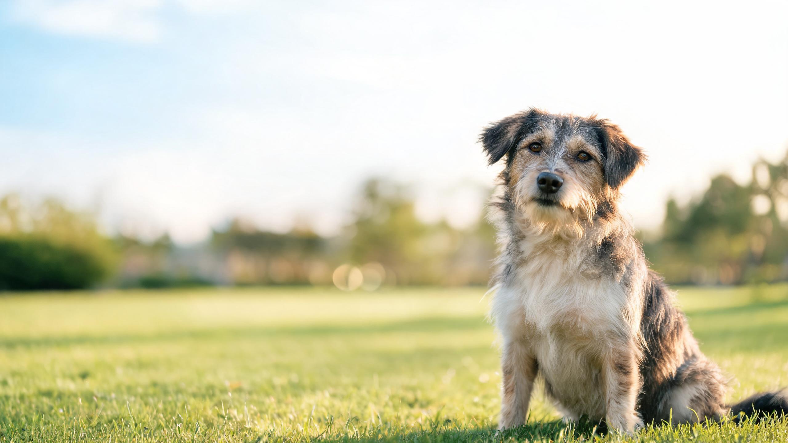 Stop Dog Barking: Humane Tips That Work