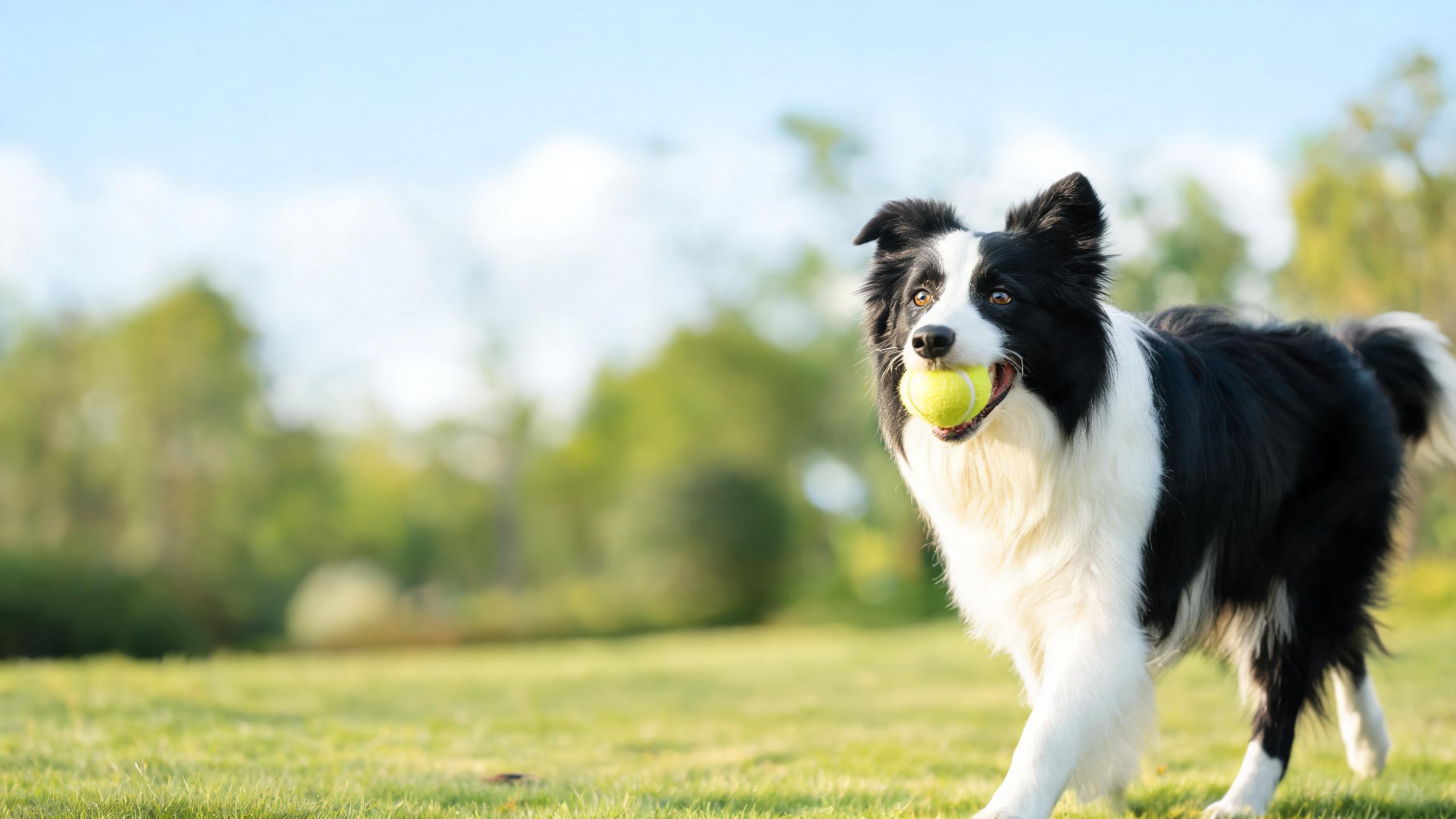 Supporting Balanced Energy Levels in Active Dogs