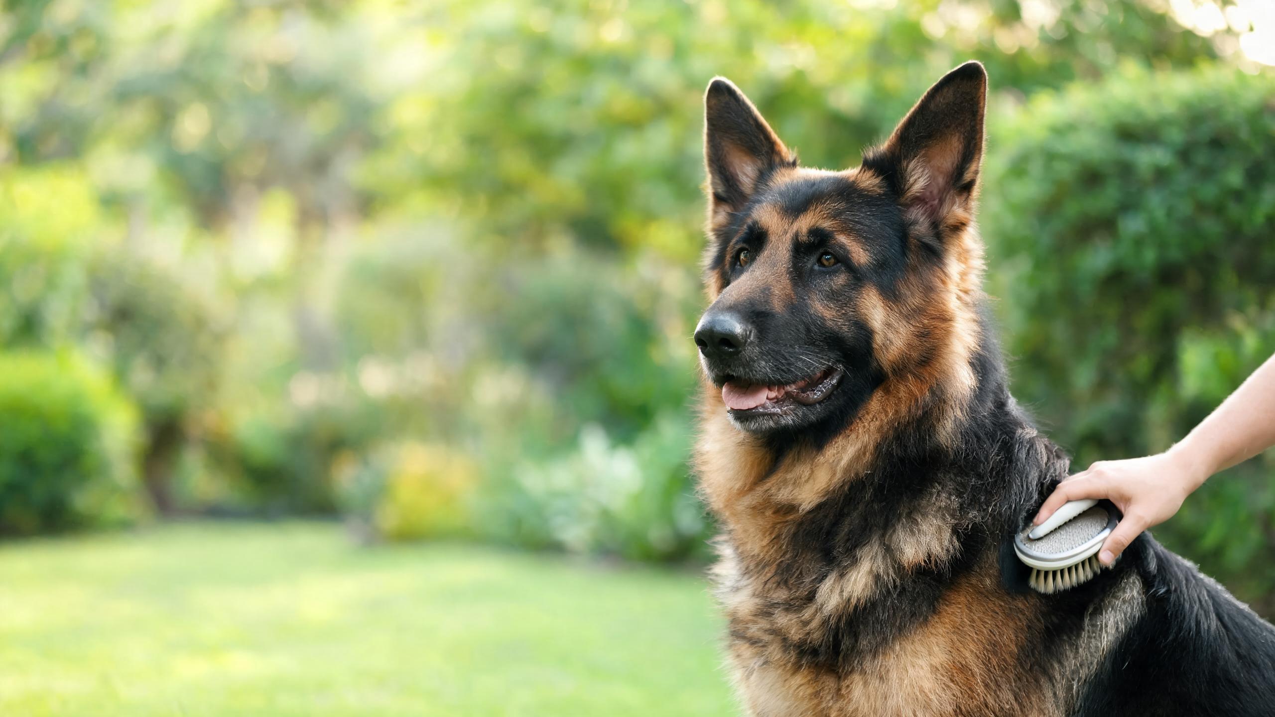Supporting Your Dog's Coat Health During Seasonal Changes
