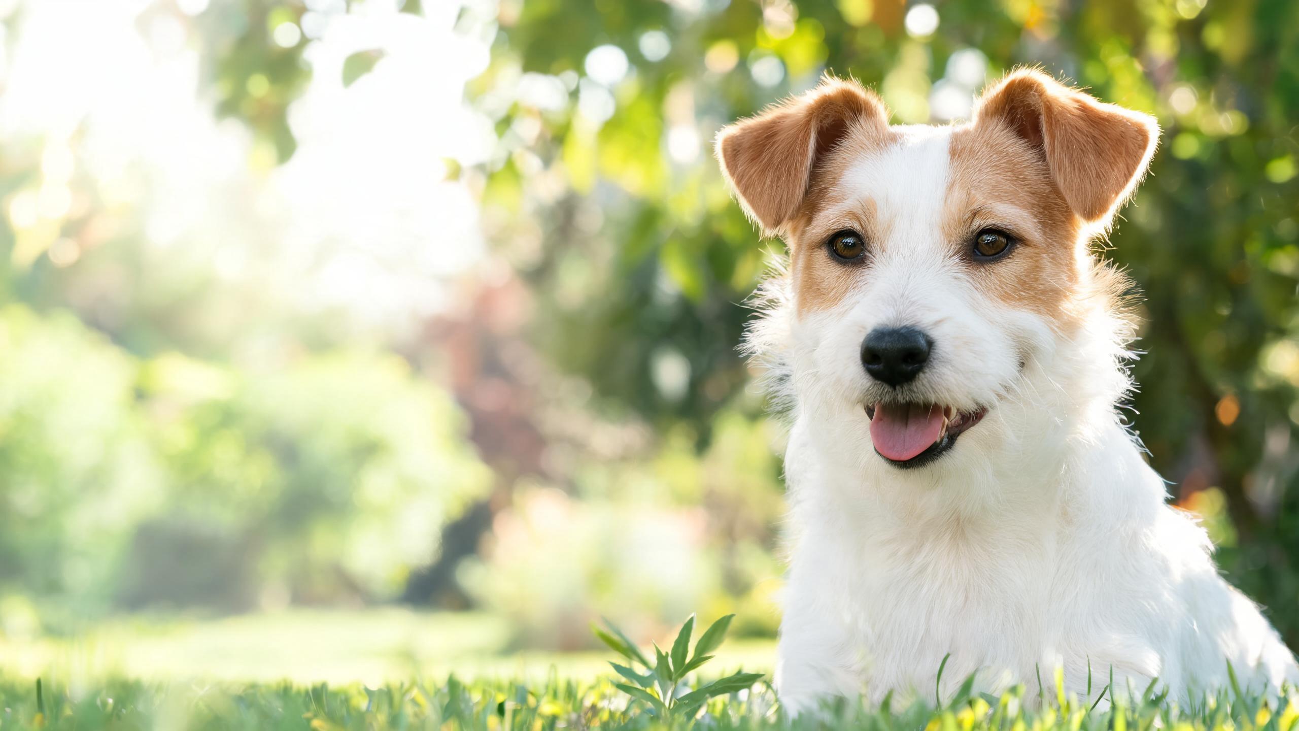 Supporting Your Dog's Coat Health Naturally