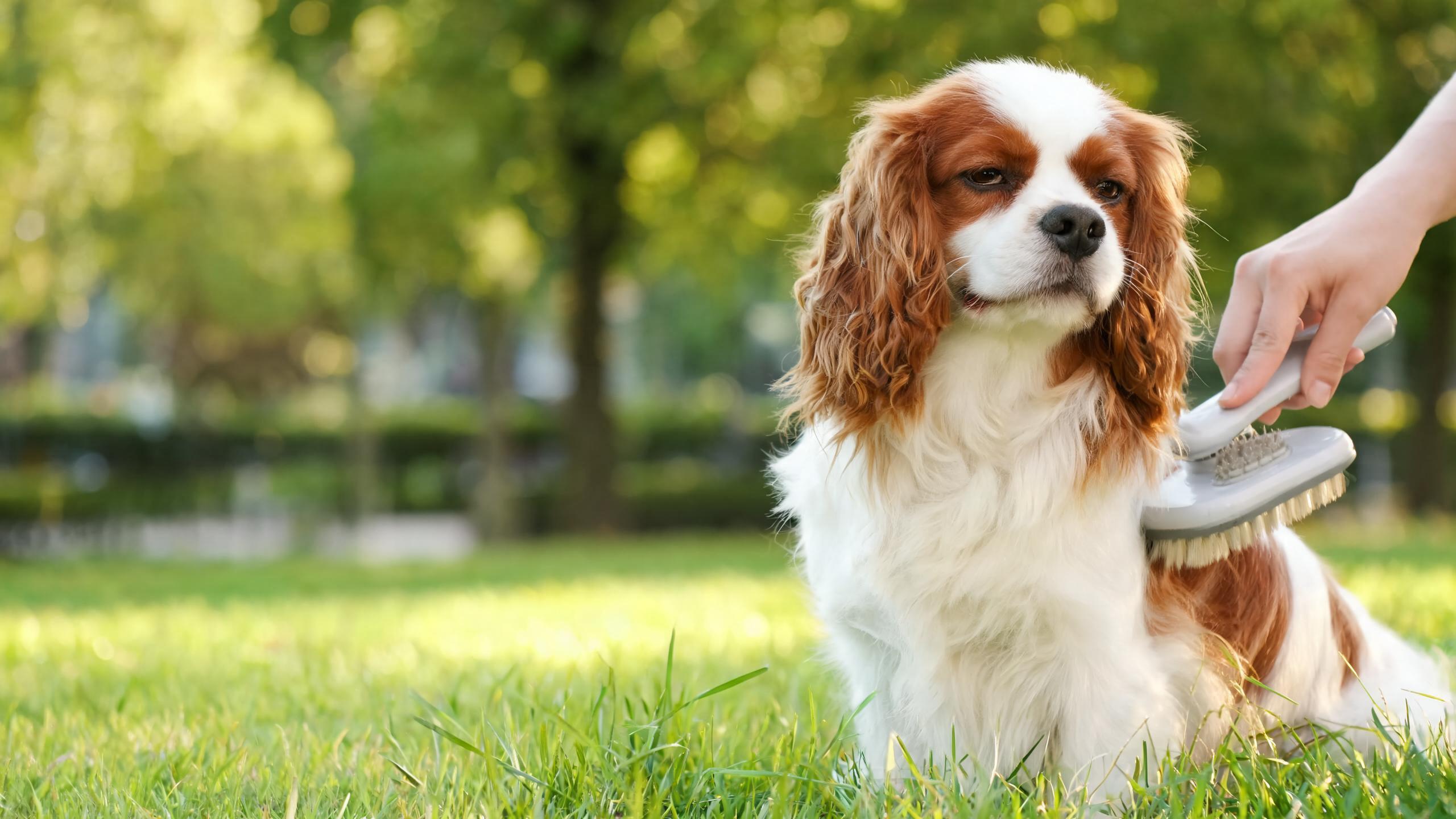 Supporting Your Dog's Healthy Skin Through Gentle Daily Routines