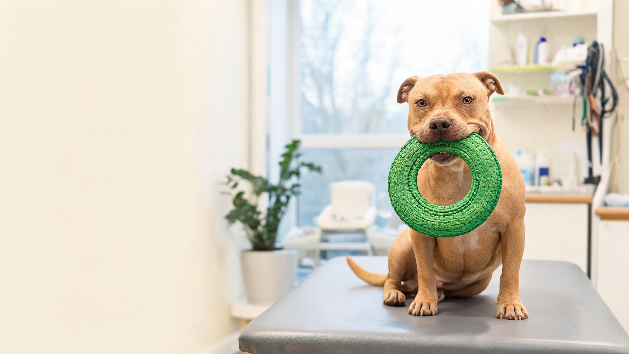 Supporting Your Dog's Natural Behaviours with Safe Outdoor Activities in UK Parks