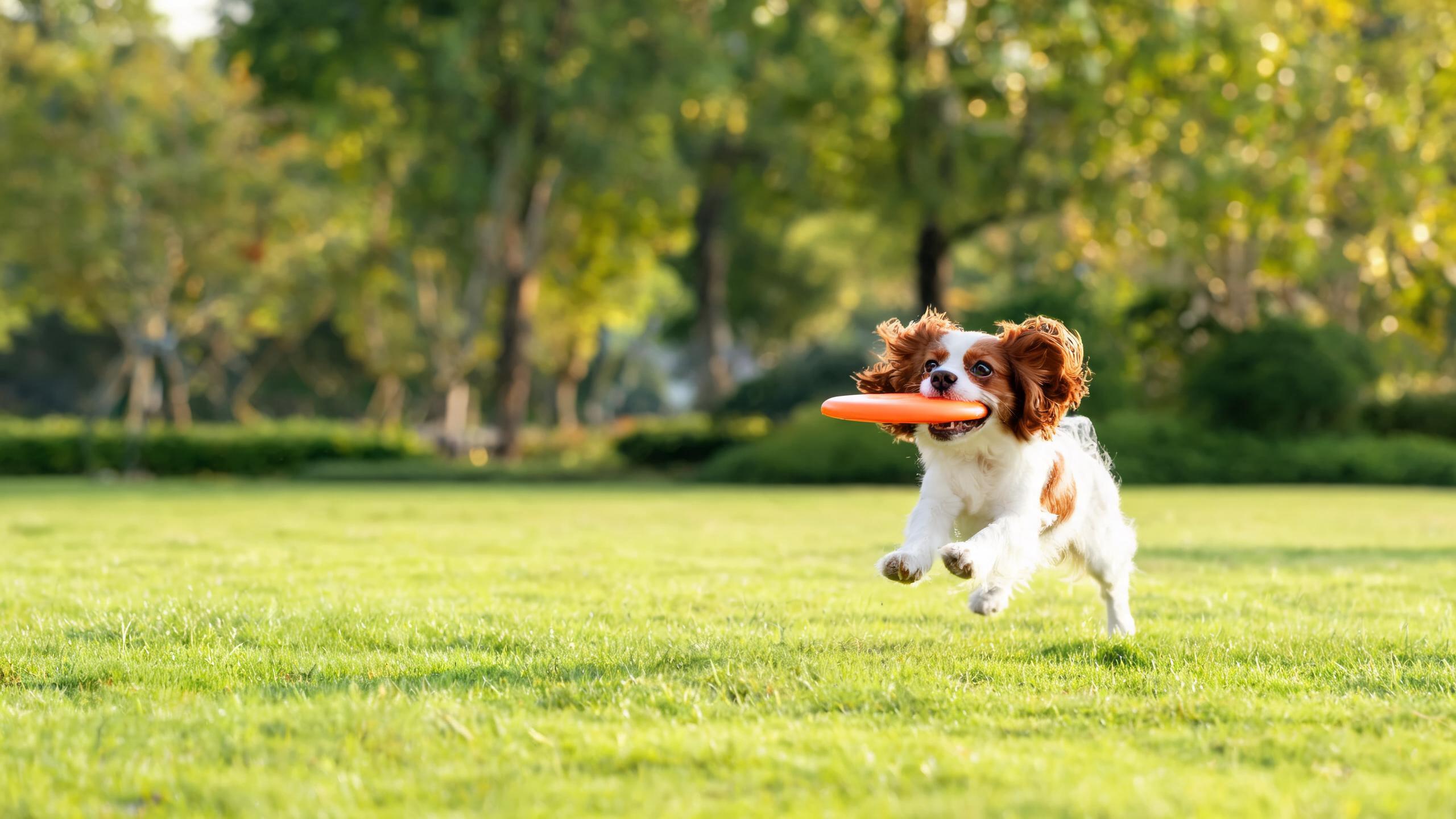 Teach Your Dog Flying Disc Tricks