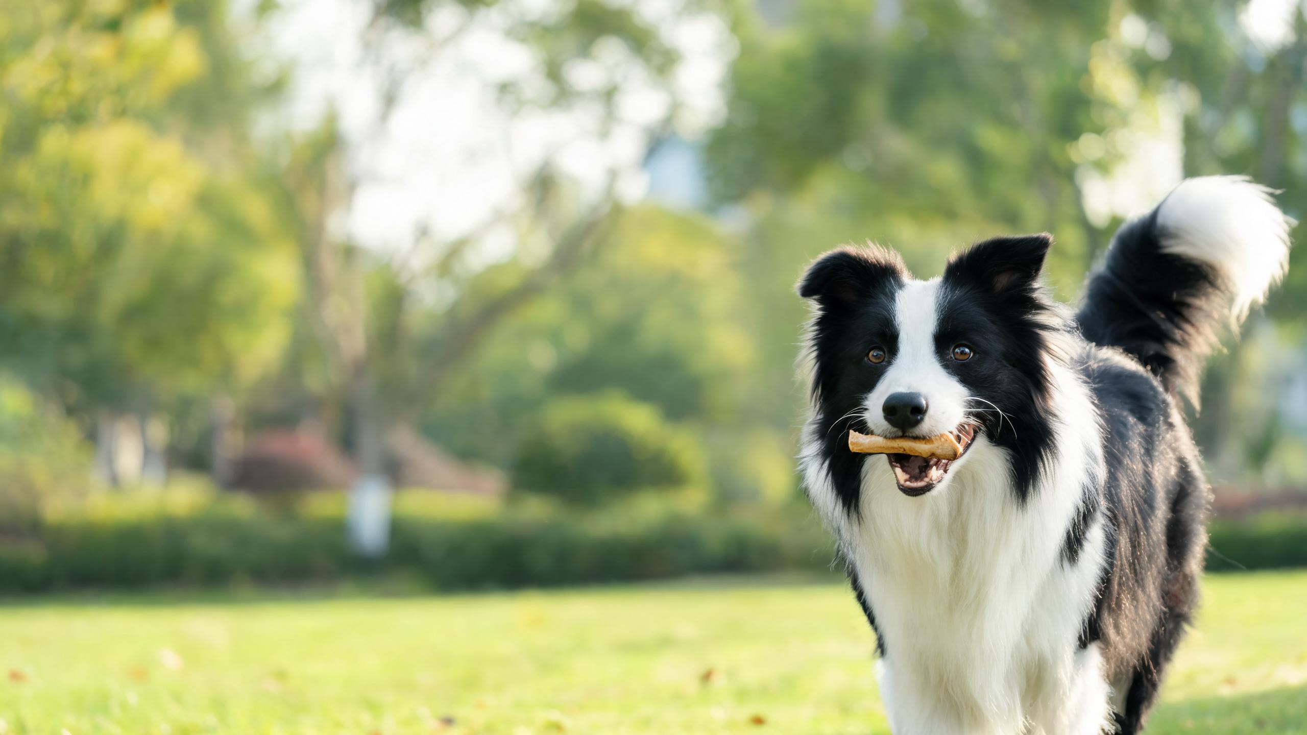 The Role of Balanced Nutrition in Your Dog's Overall Wellbeing