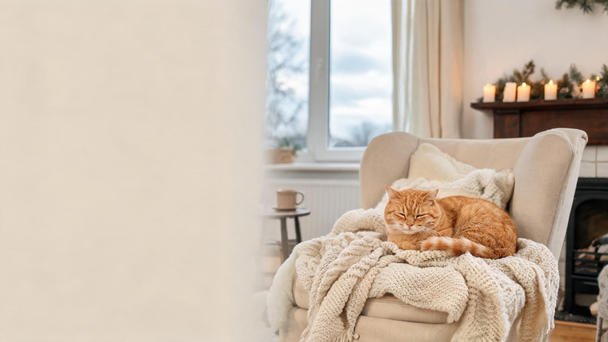 Tips for Keeping Your Cat Comfortable During UK Winters