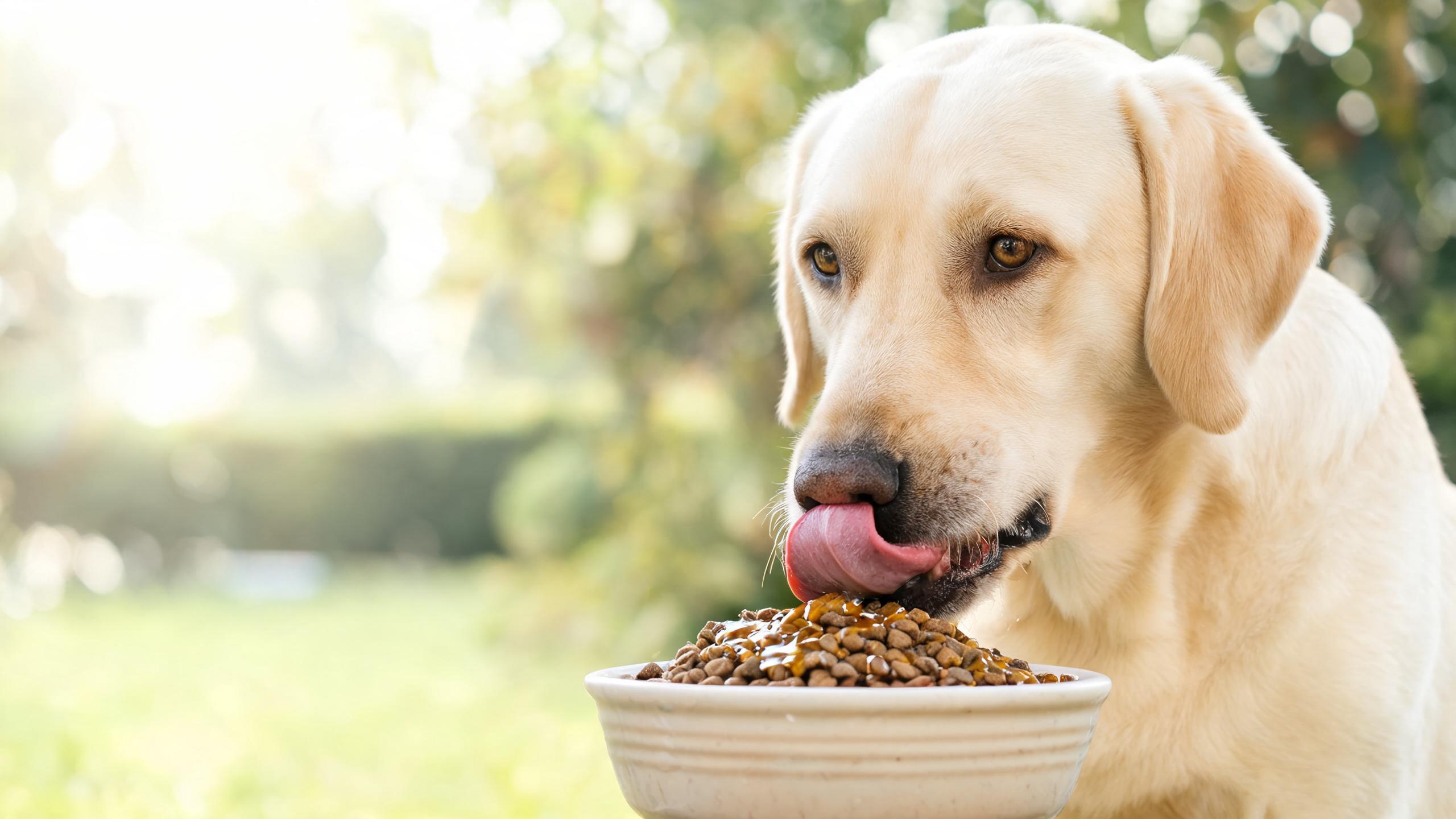 Understanding the Role of Omega Fatty Acids in Your Dog's Nutrition