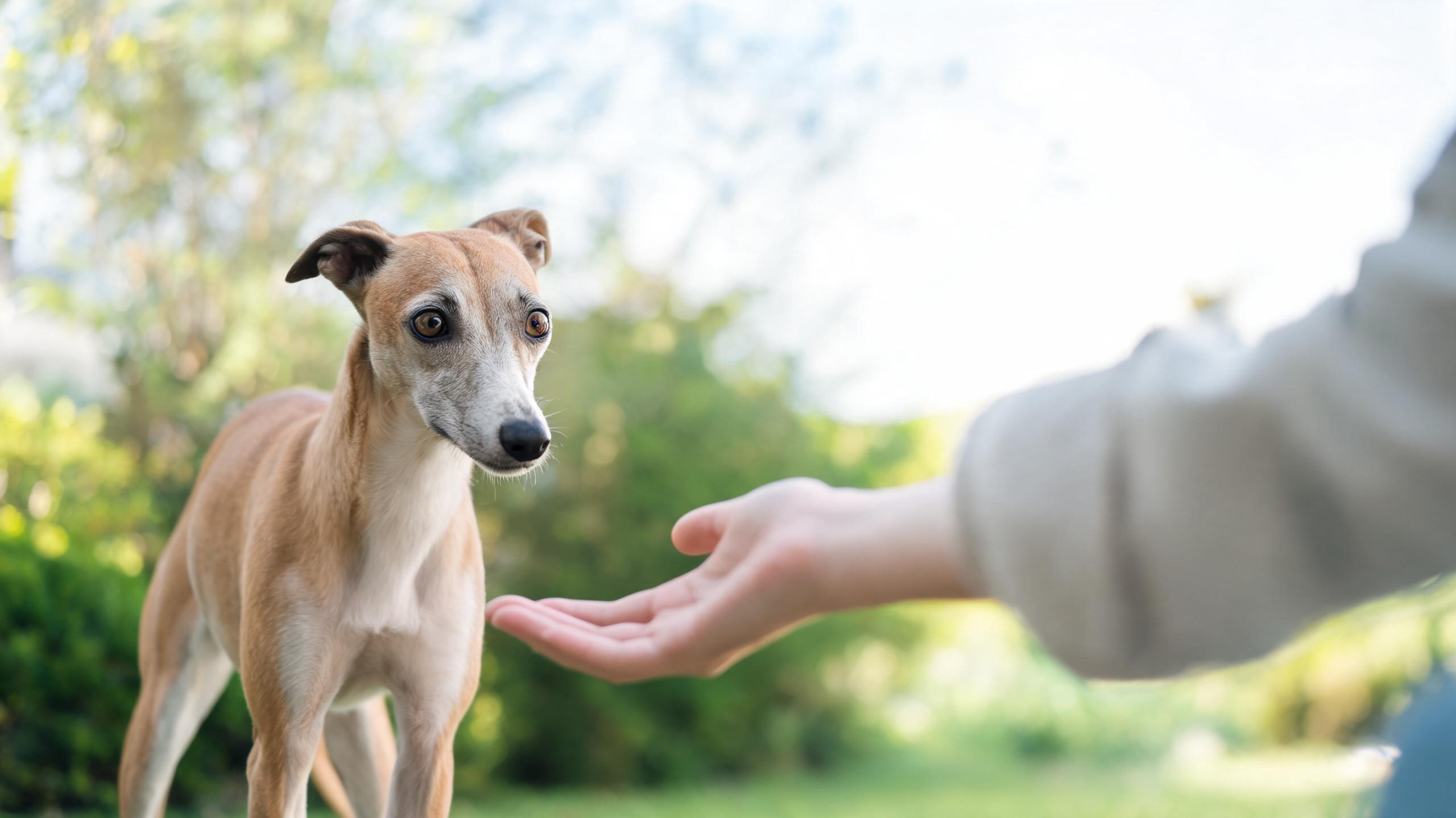 Understanding Your Dog's Reaction to New People
