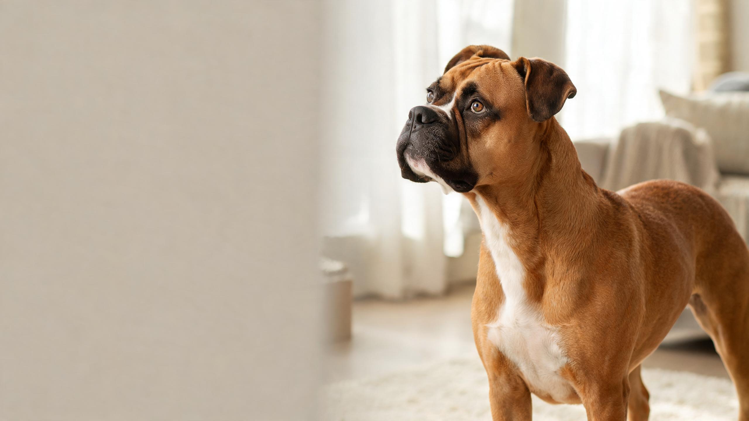 Understanding Your Dog's Response to Household Sounds