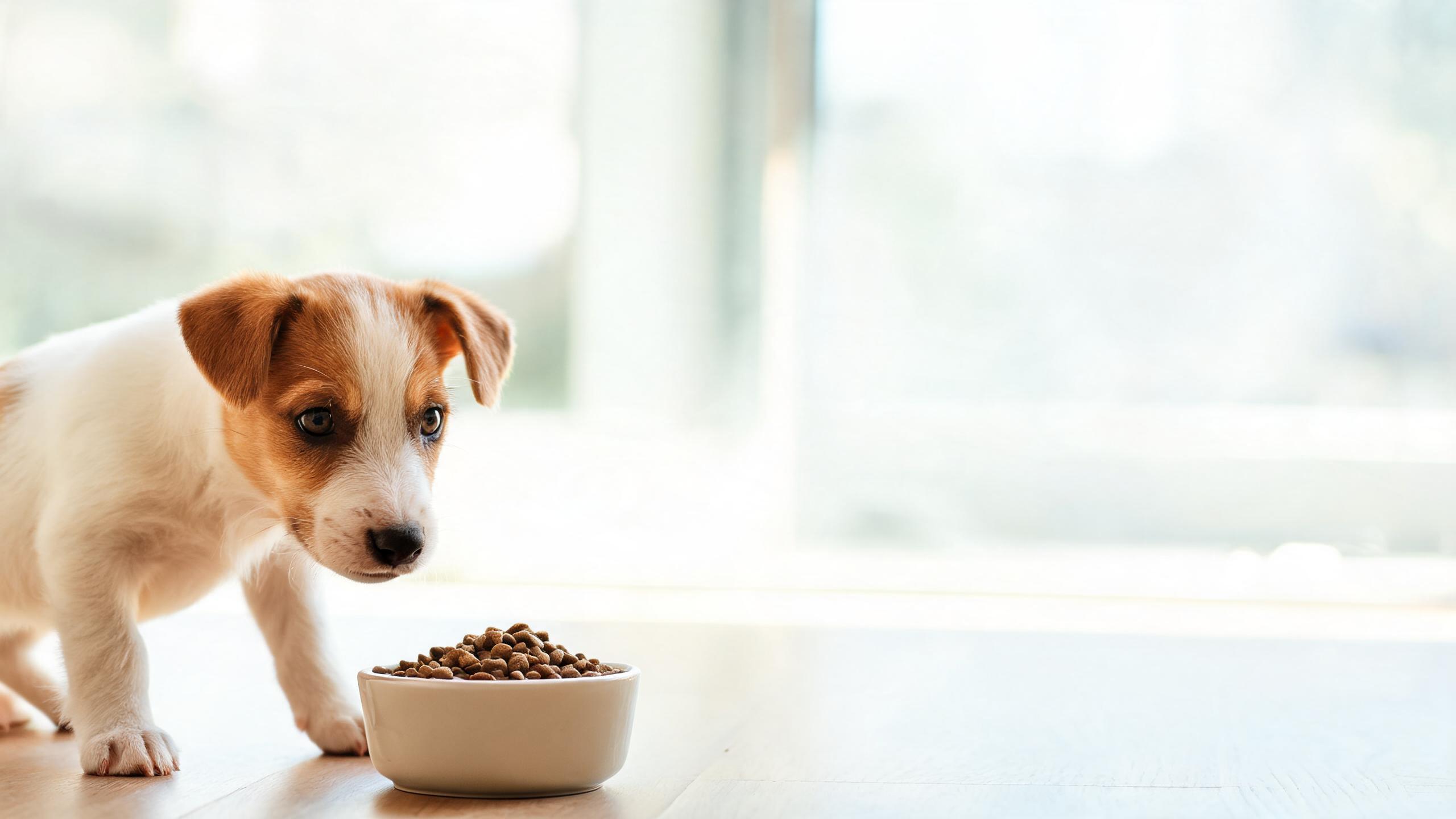 When Can Puppies Eat Solid Food?
