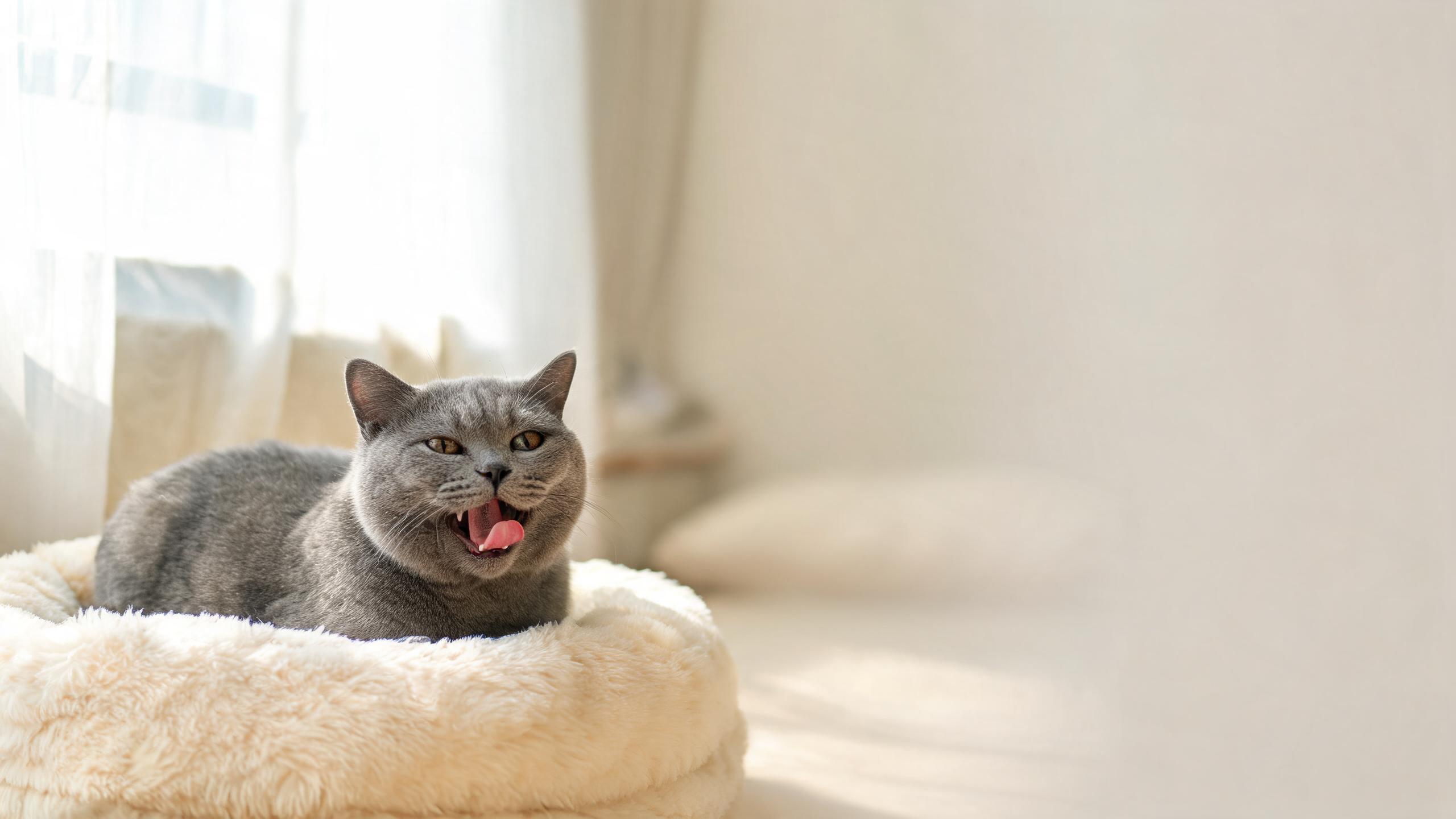 Why Is My Cat Panting? Top Causes Explained