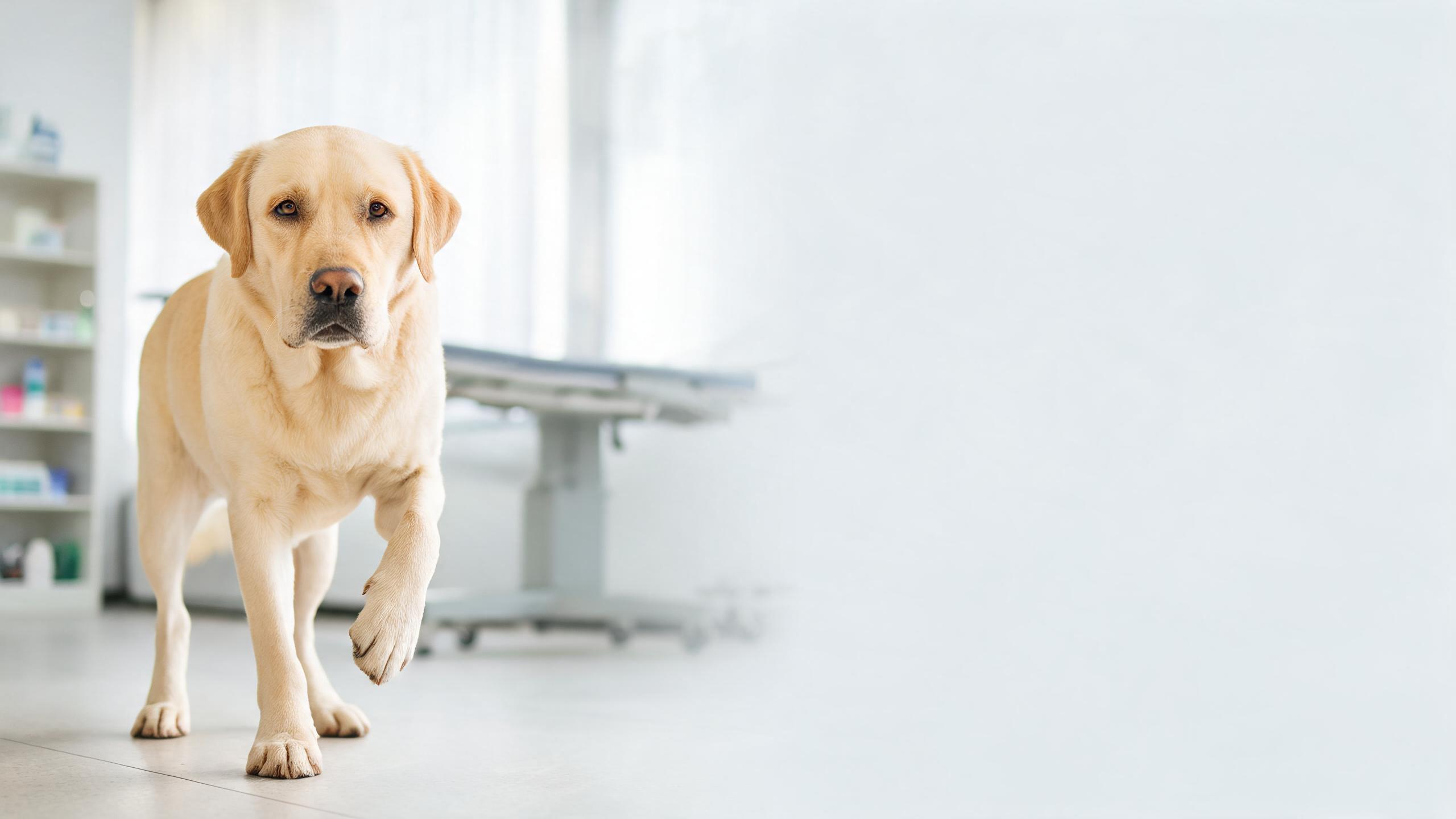Why Is My Dog Limping? Common Causes and When to See a Vet